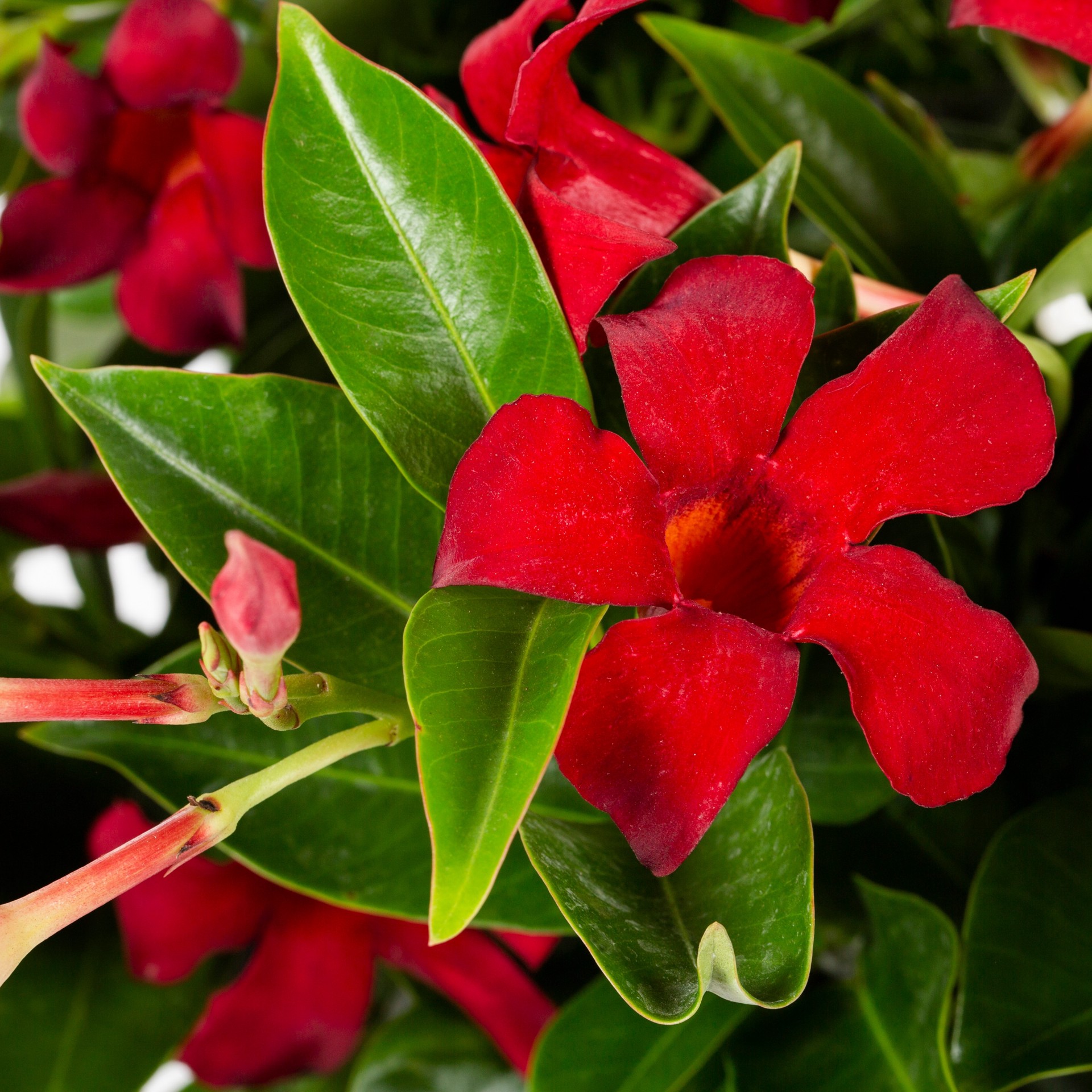 slide 2 of 2, Lowe's Red Mandevilla Shrub-Quart Pot, 1 ct