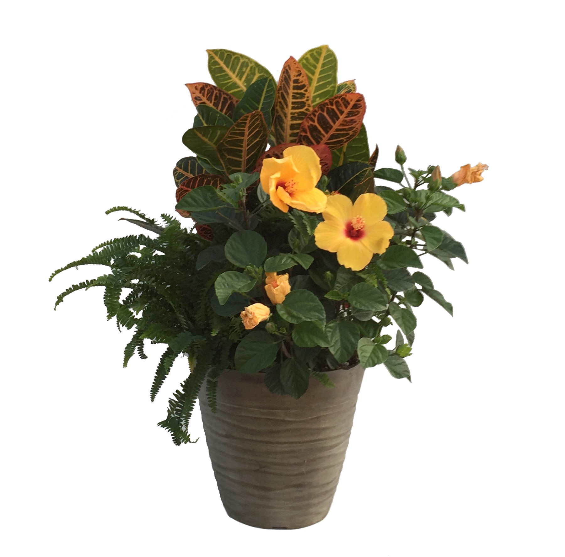 slide 1 of 1, Lowe's Tropical Combo in 3-Gallon (s) Planter, 1 ct