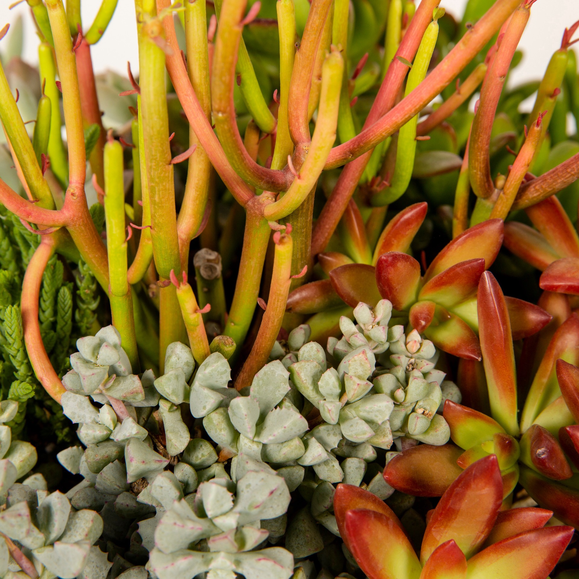 slide 2 of 5, Lowe's Succulent in 1.5-Gallon (s) Pot, 1 ct