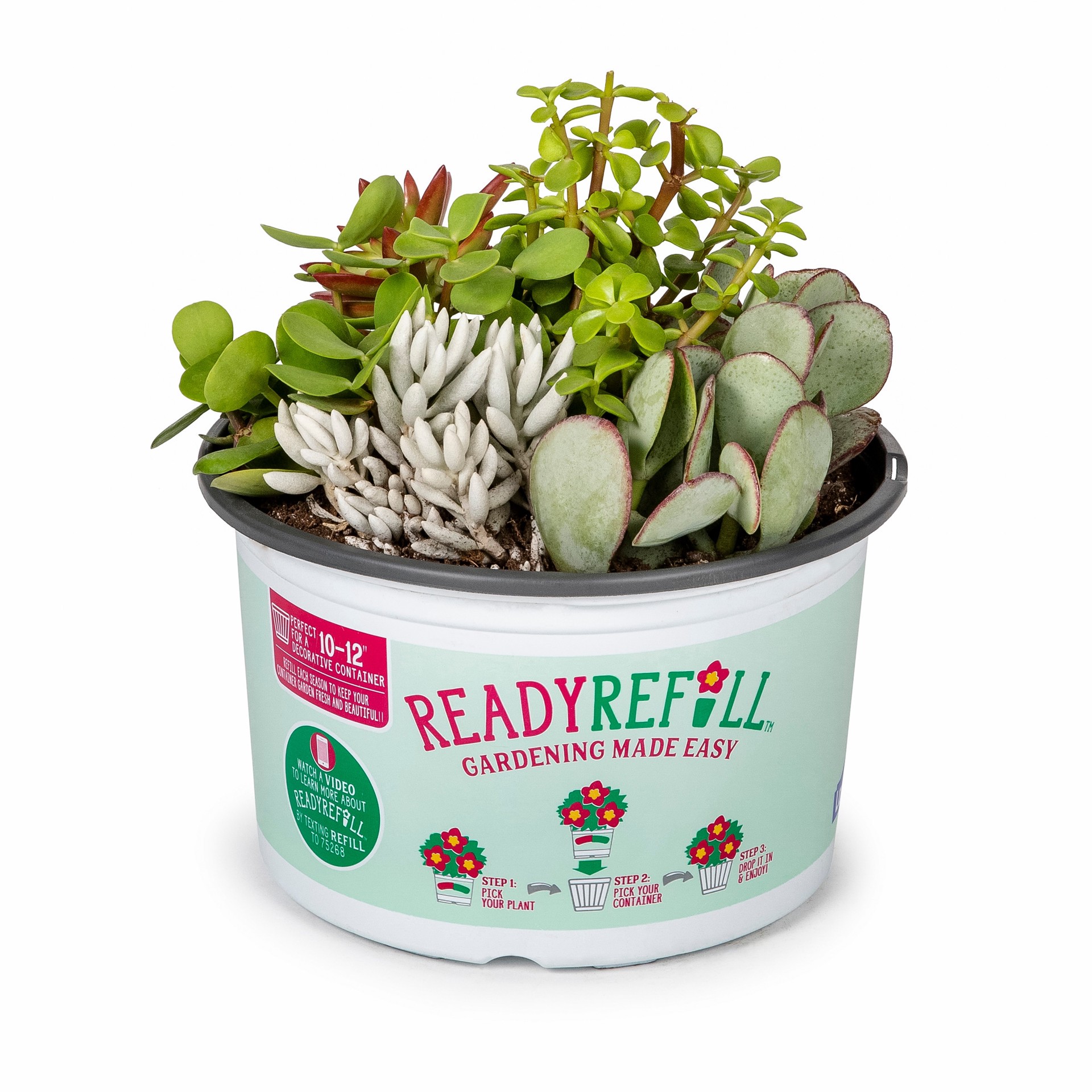 slide 3 of 5, Lowe's Succulent in 1.5-Gallon (s) Pot, 1 ct