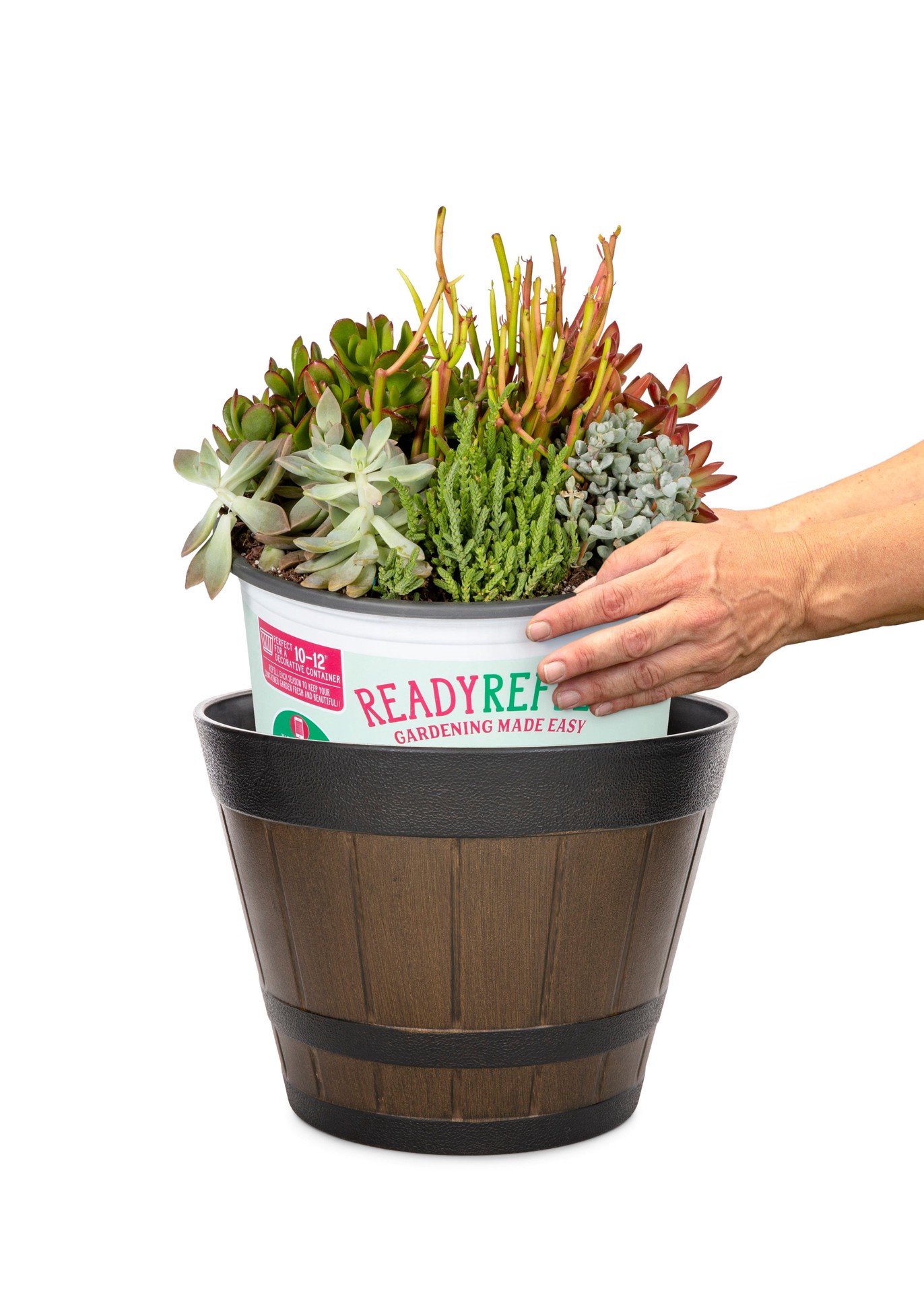 slide 5 of 5, Lowe's Succulent in 1.5-Gallon (s) Pot, 1 ct