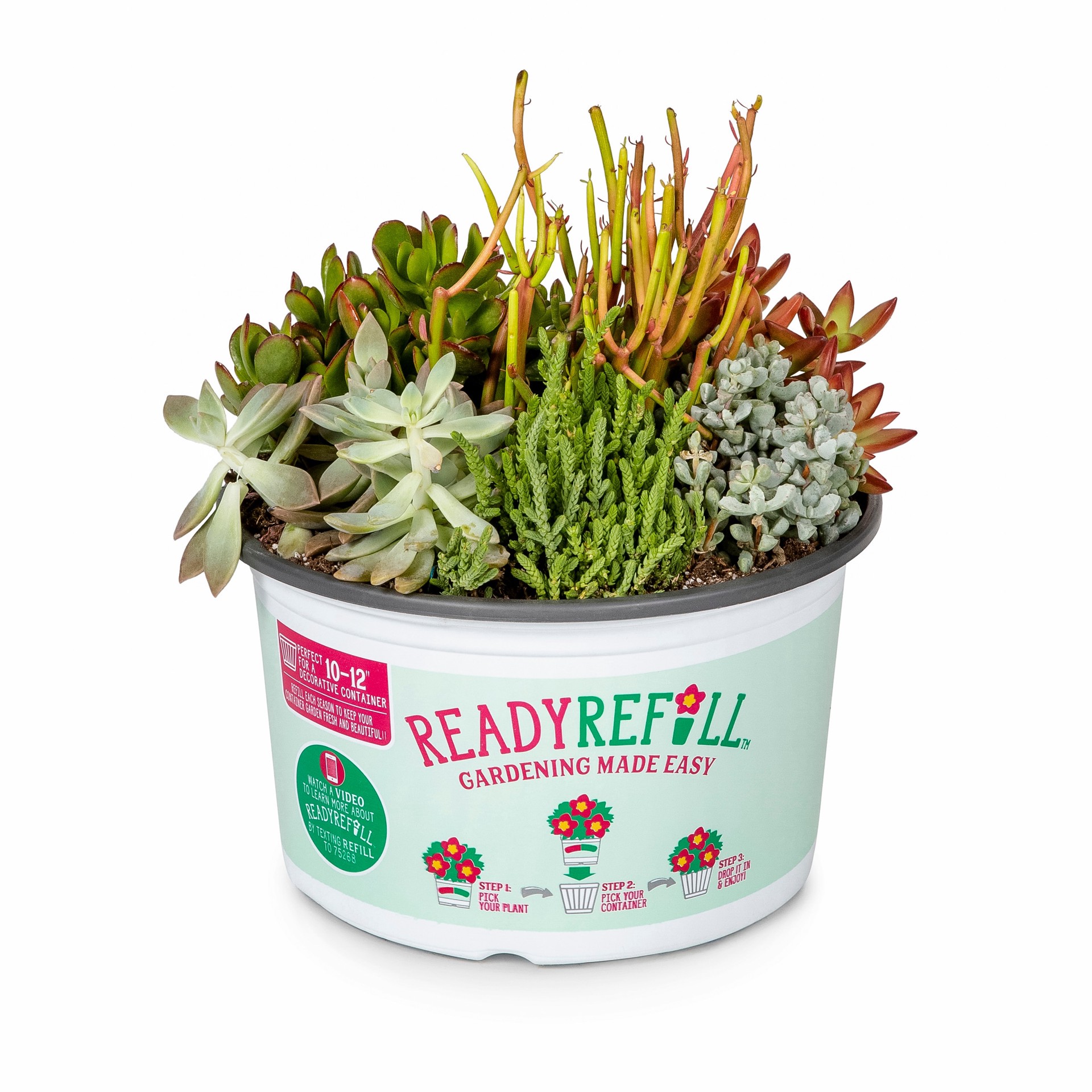 slide 1 of 5, Lowe's Succulent in 1.5-Gallon (s) Pot, 1 ct