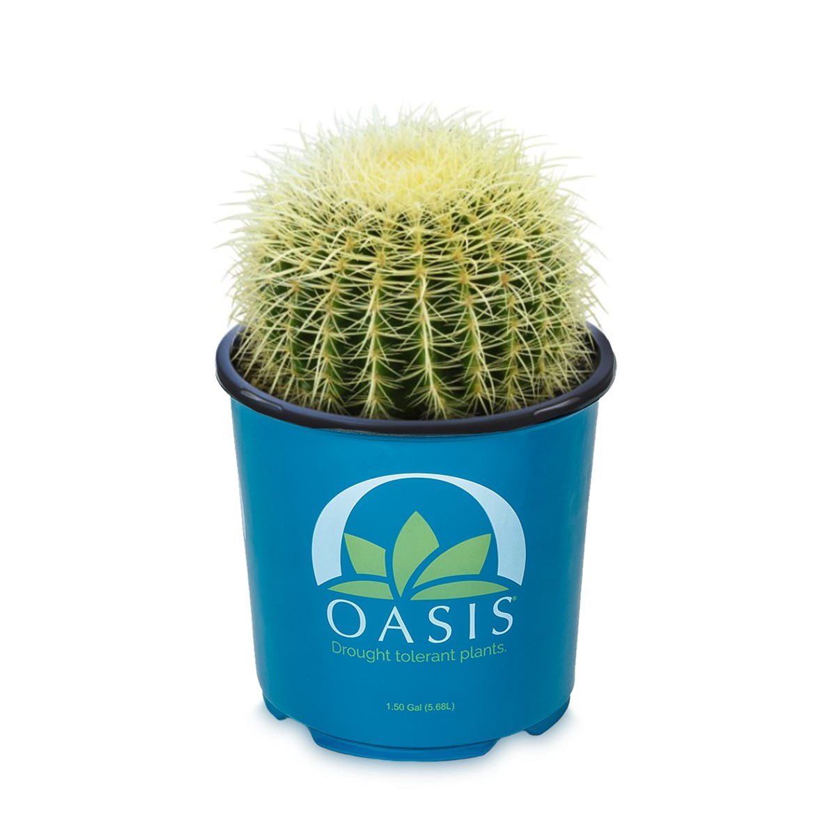 slide 1 of 2, Lowe's Yellow Golden Barrel Cactus Accent Shrub in 2.5-Quart Pot, 1 ct