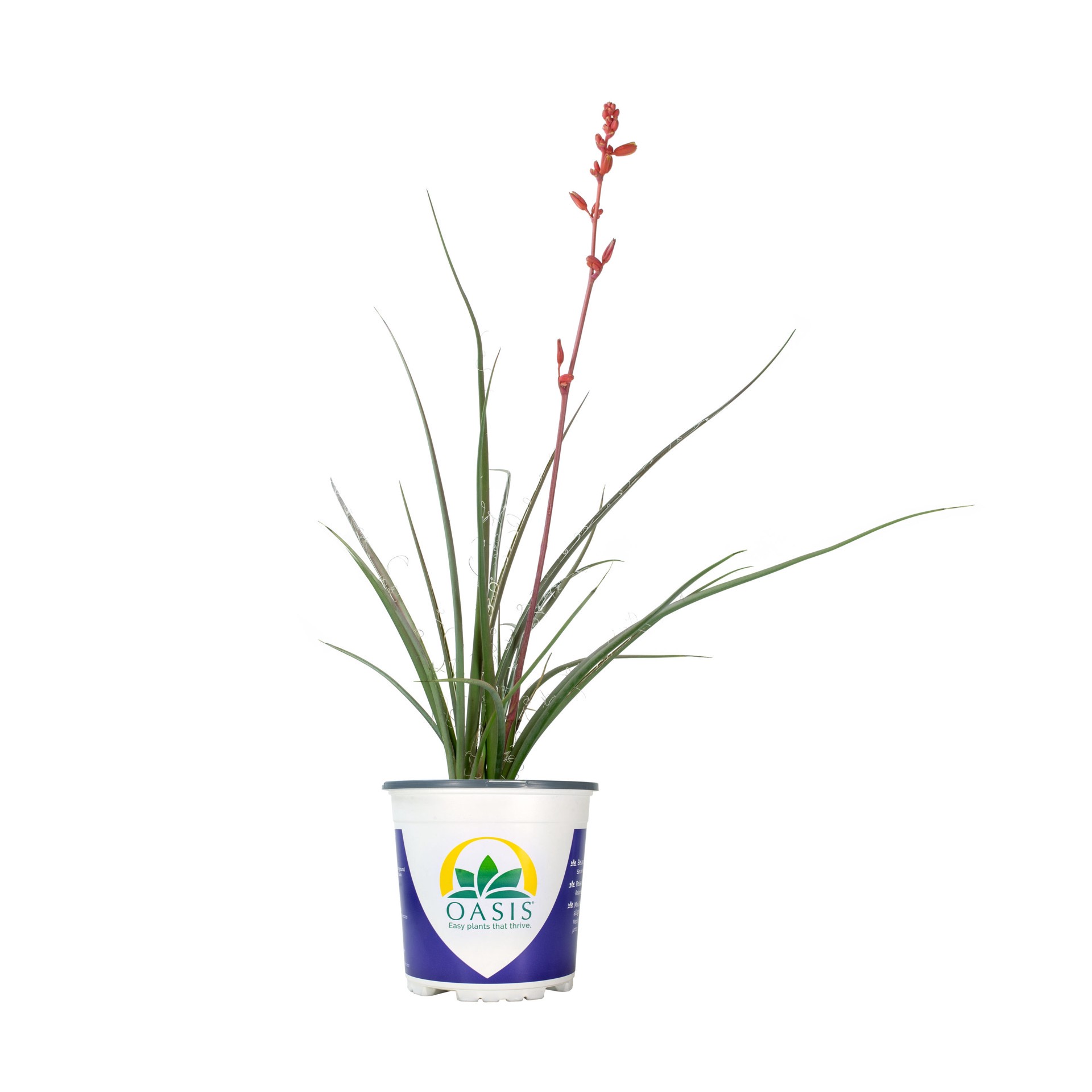 slide 1 of 2, Lowe's Red Yucca Shrub-Quart Pot, 1 ct