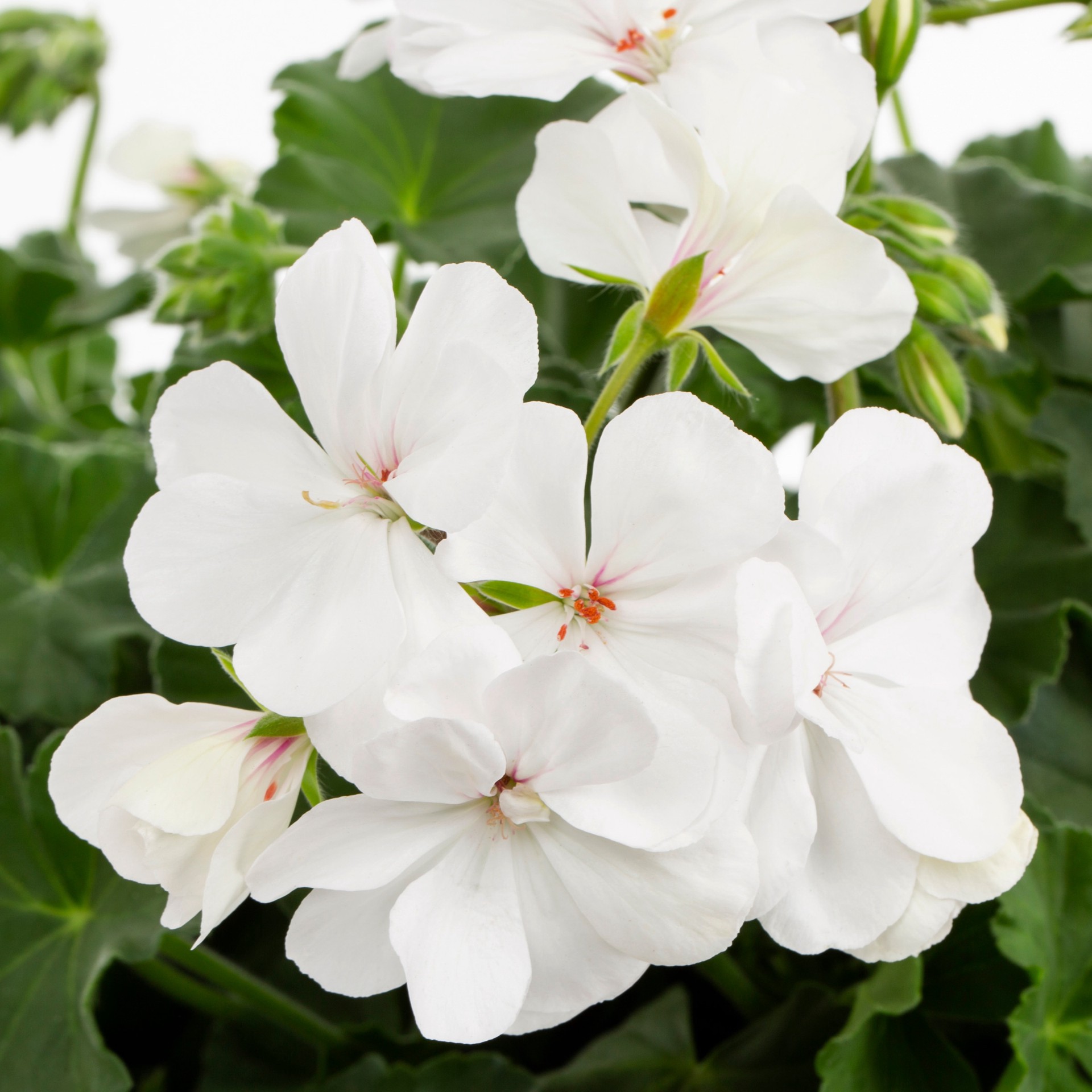 slide 2 of 4, Lowe's Multicolor Geranium in 1.00 Quart(s) Pot 1 -Pack, 1 ct