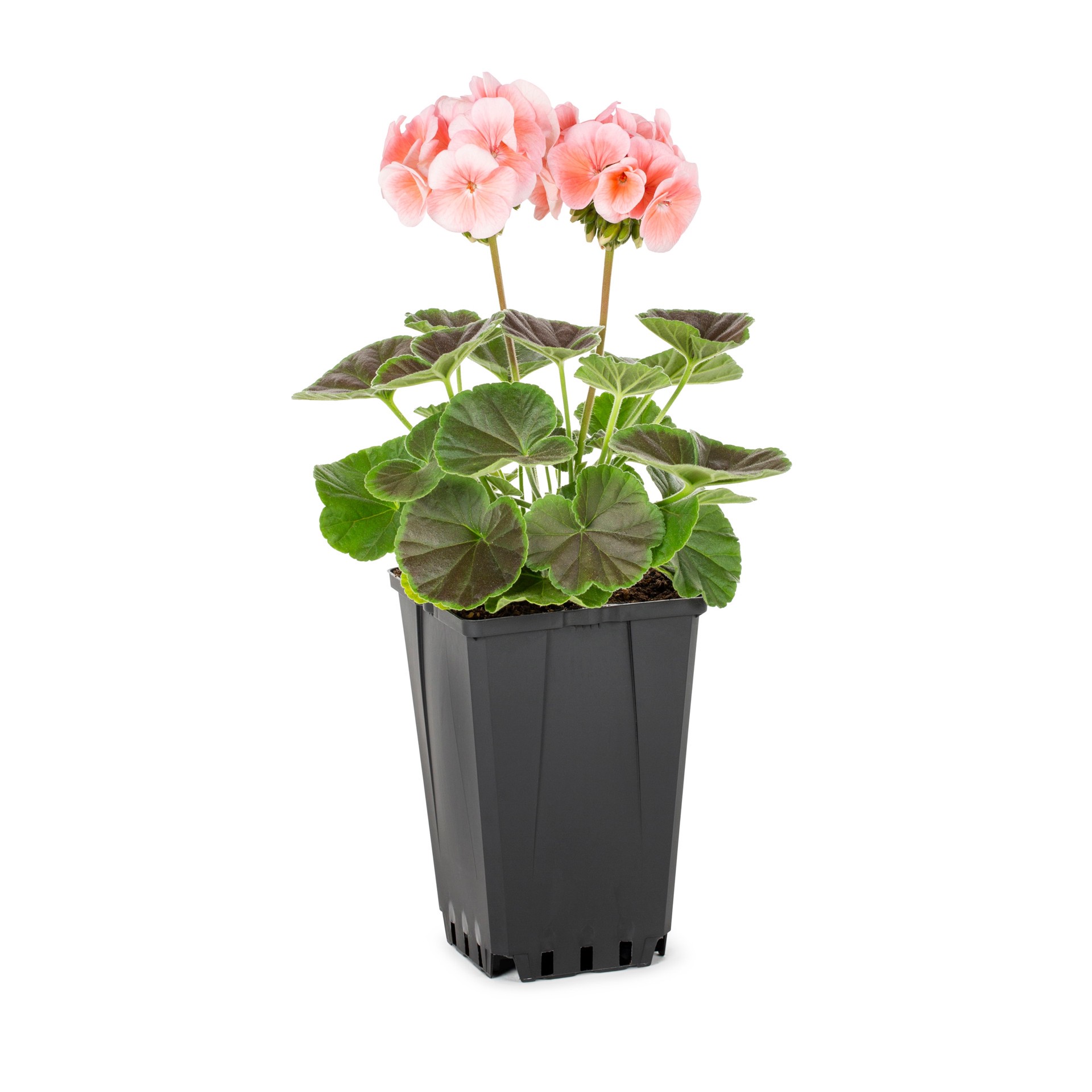 slide 3 of 4, Lowe's Multicolor Geranium in 1.00 Quart(s) Pot 1 -Pack, 1 ct