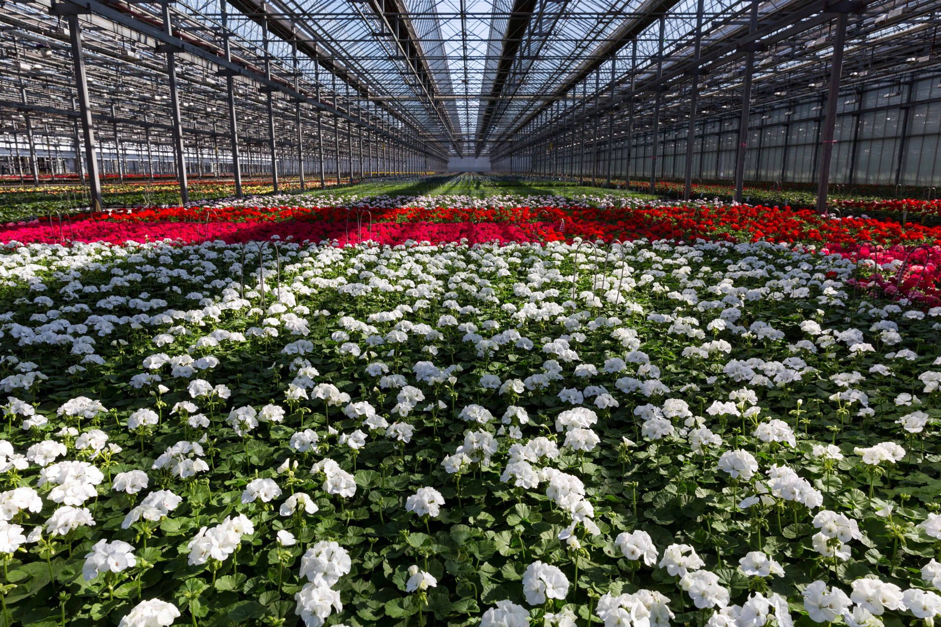 slide 4 of 4, Lowe's Multicolor Geranium in 1.00 Quart(s) Pot 1 -Pack, 1 ct