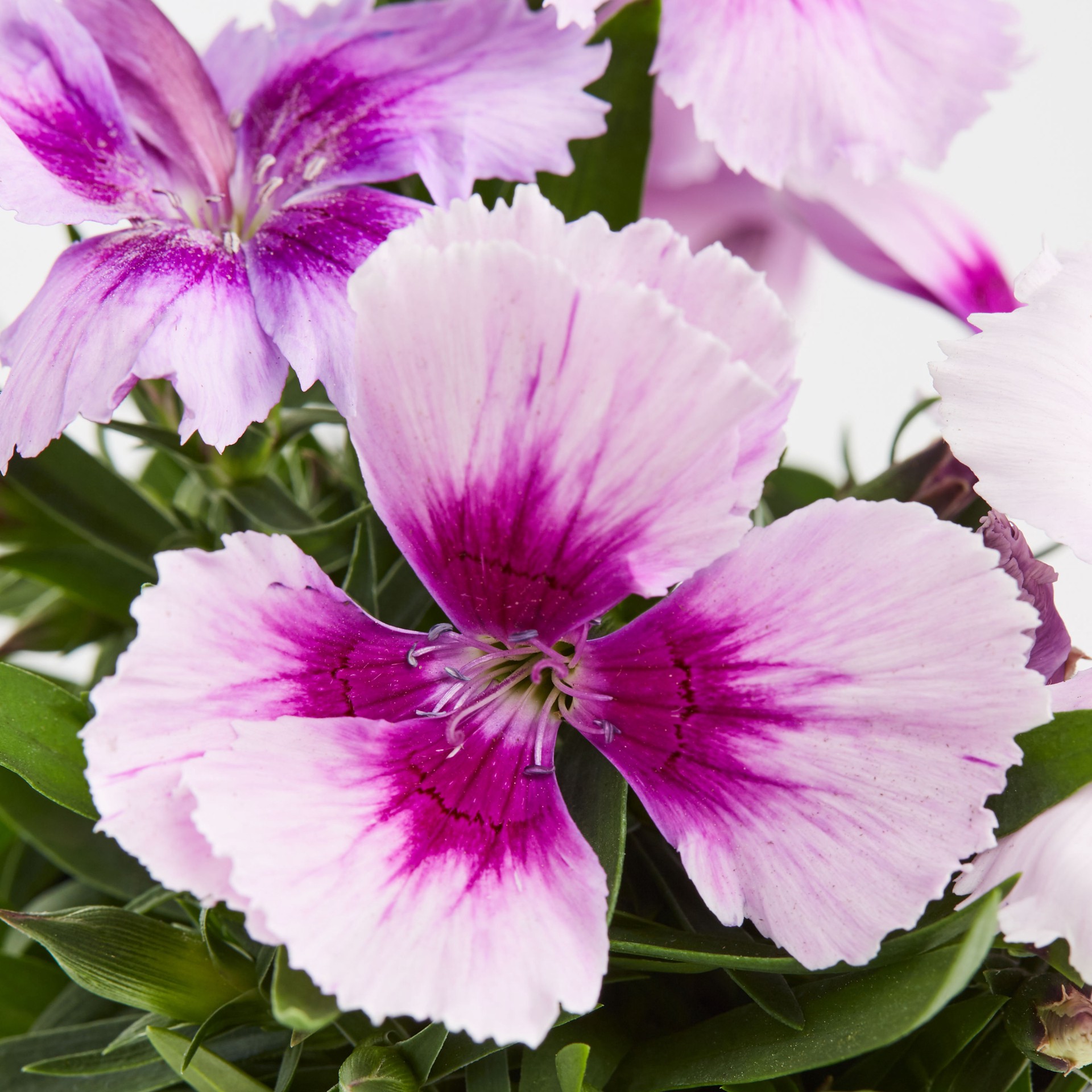 slide 2 of 5, Lowe's Multicolor Dianthus in 1-Quart Pot, 1 ct