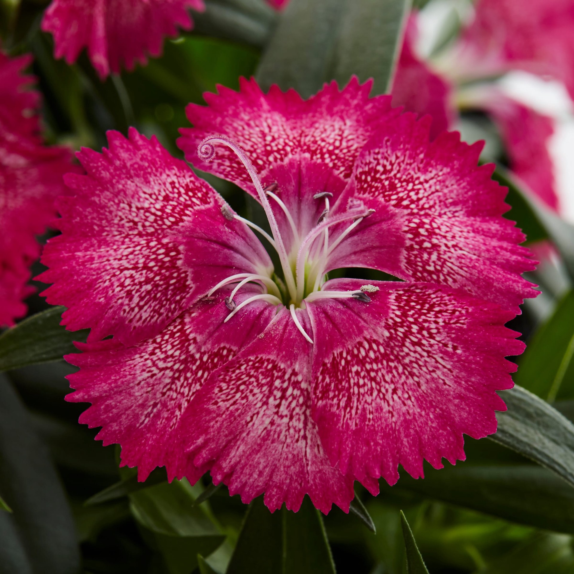 slide 3 of 5, Lowe's Multicolor Dianthus in 1-Quart Pot, 1 ct