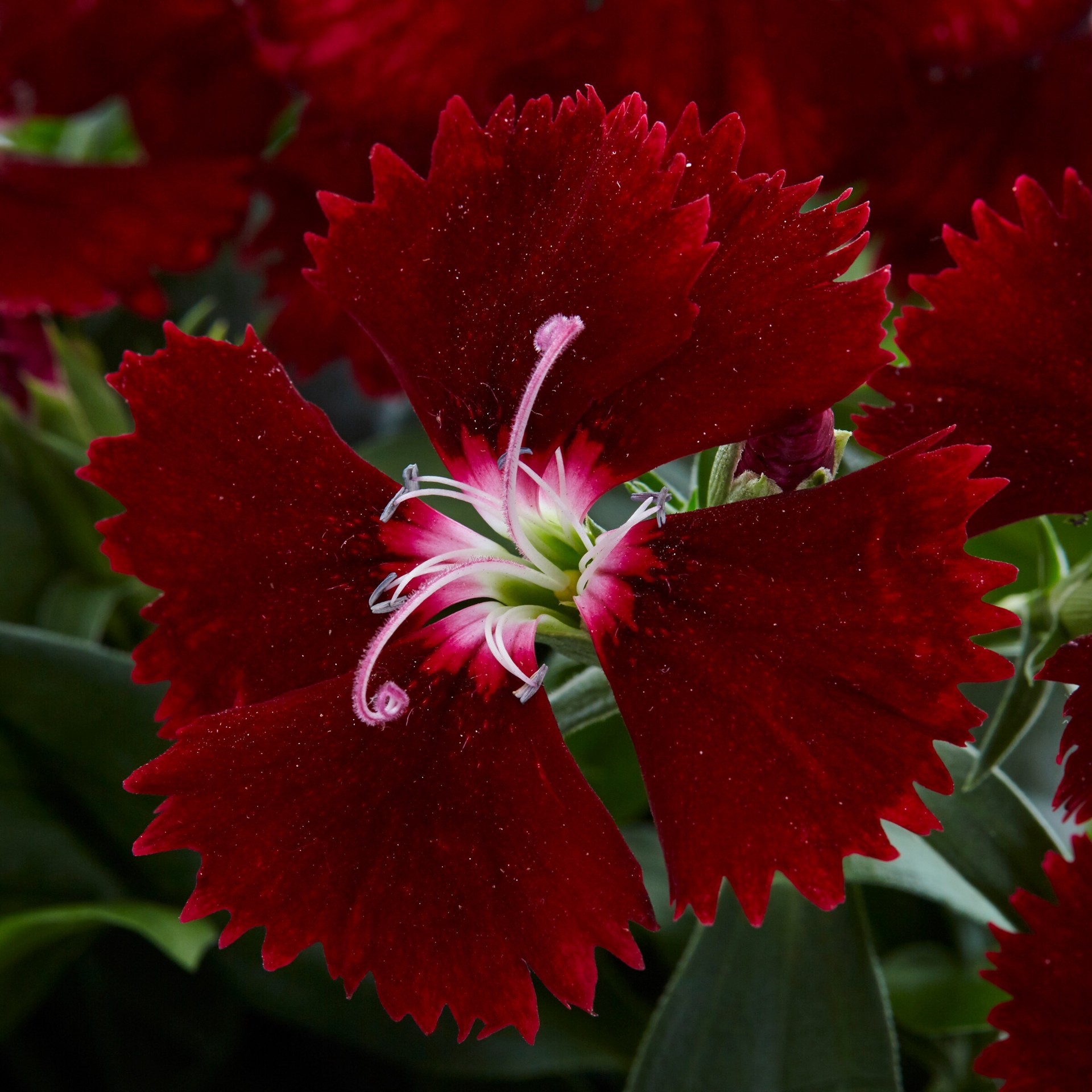 slide 5 of 5, Lowe's Multicolor Dianthus in 1-Quart Pot, 1 ct