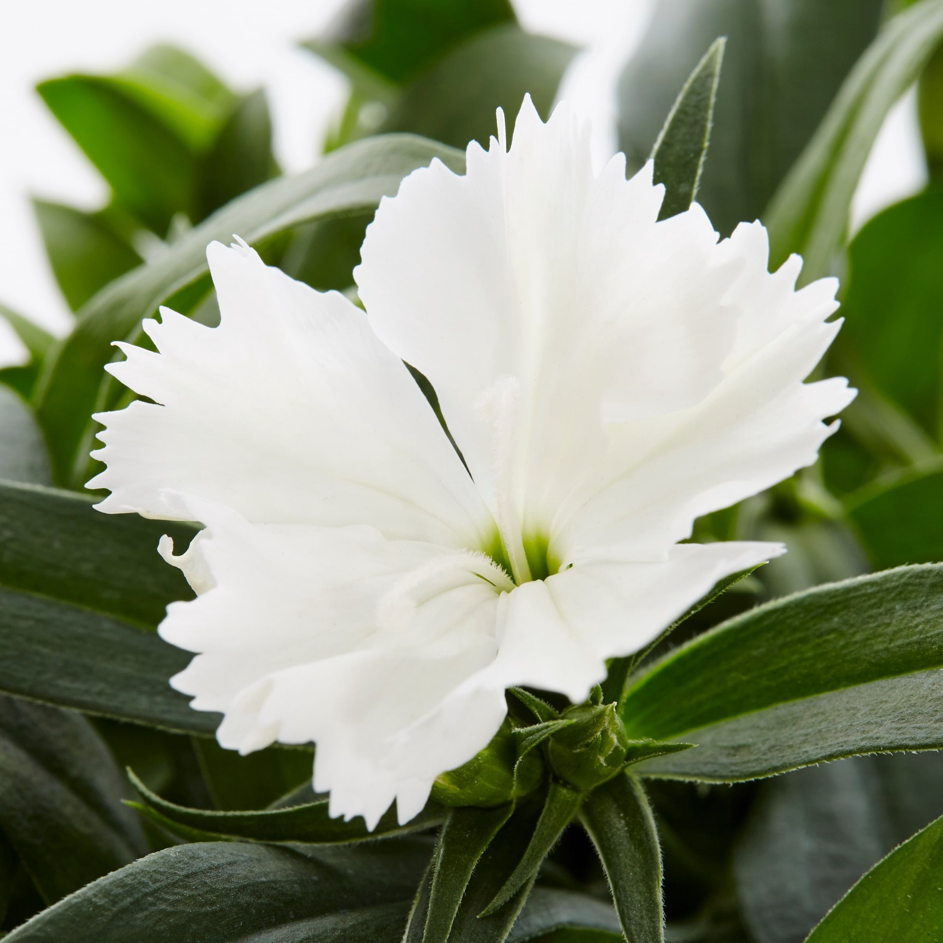 slide 4 of 5, Lowe's Multicolor Dianthus in 1-Quart Pot, 1 ct