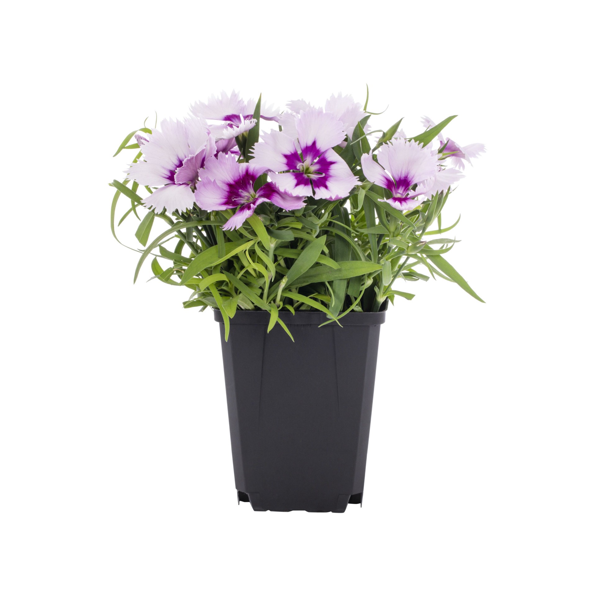 slide 1 of 5, Lowe's Multicolor Dianthus in 1-Quart Pot, 1 ct