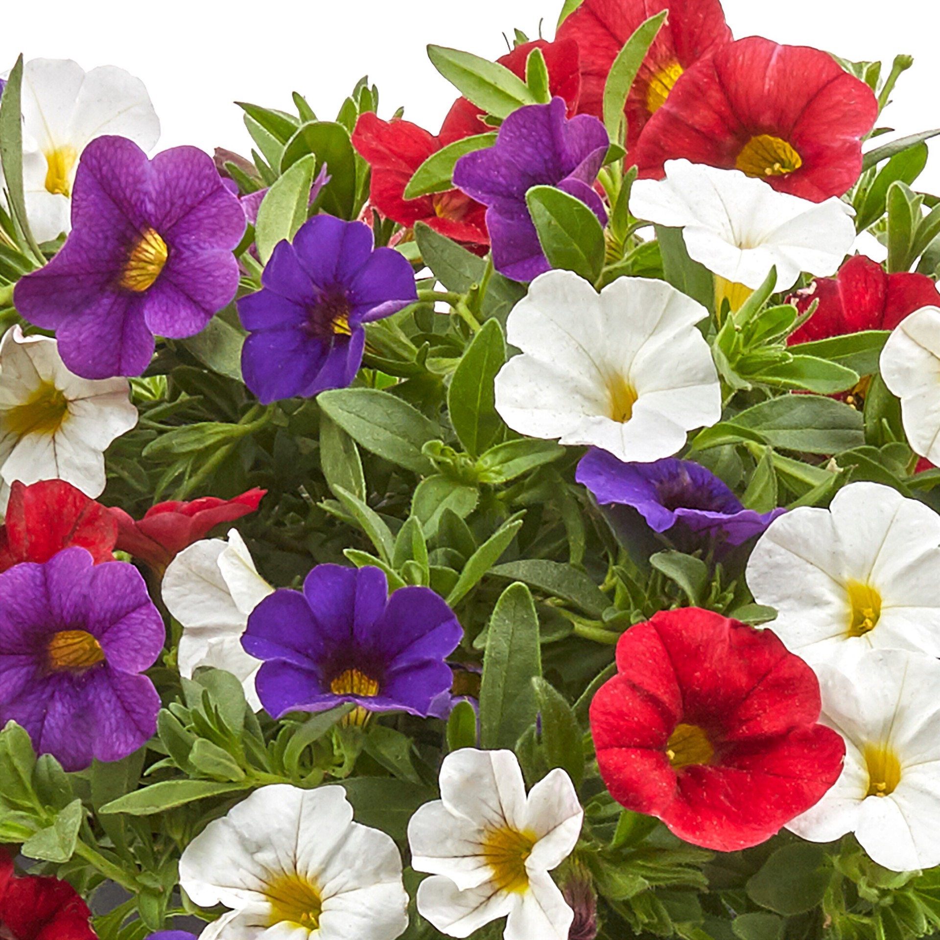slide 2 of 2, Lowe's Multicolor Calibrachoa in 2.5-Quart Pot, 1 ct