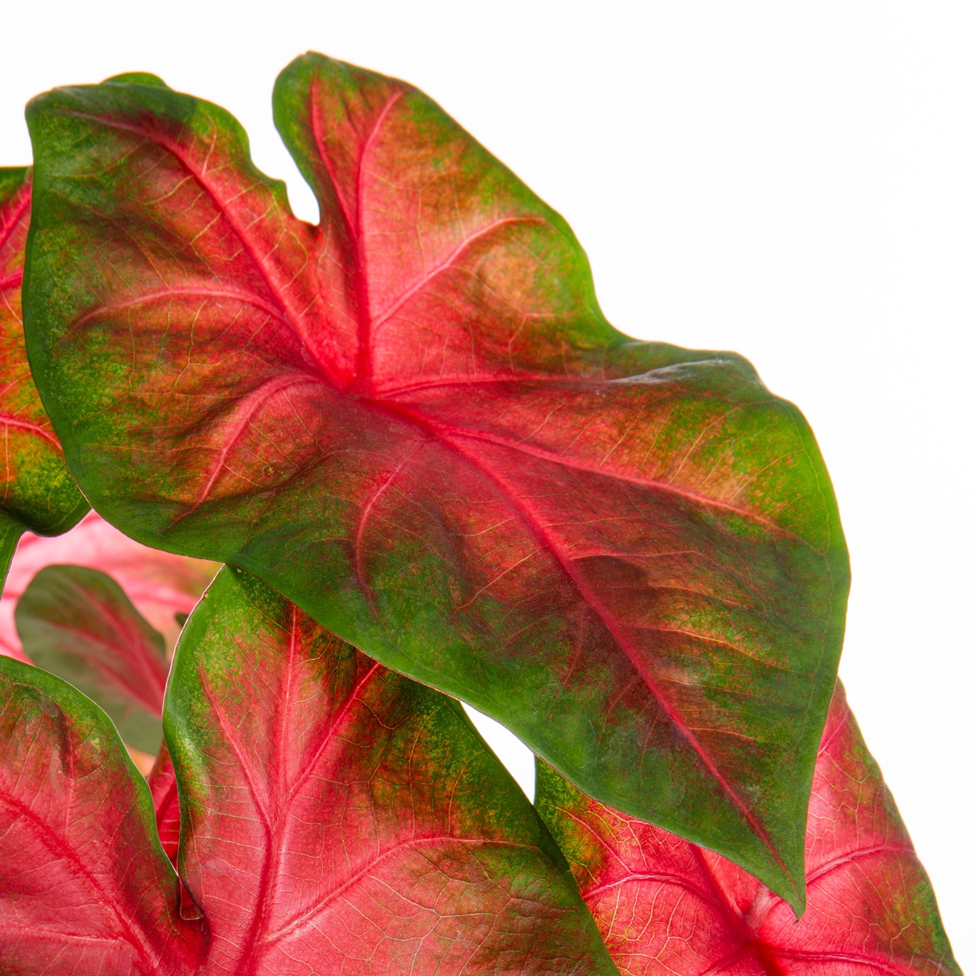 slide 2 of 4, Lowe's Caladium in 1.5 Pint Planter 1 -Pack, 1 ct