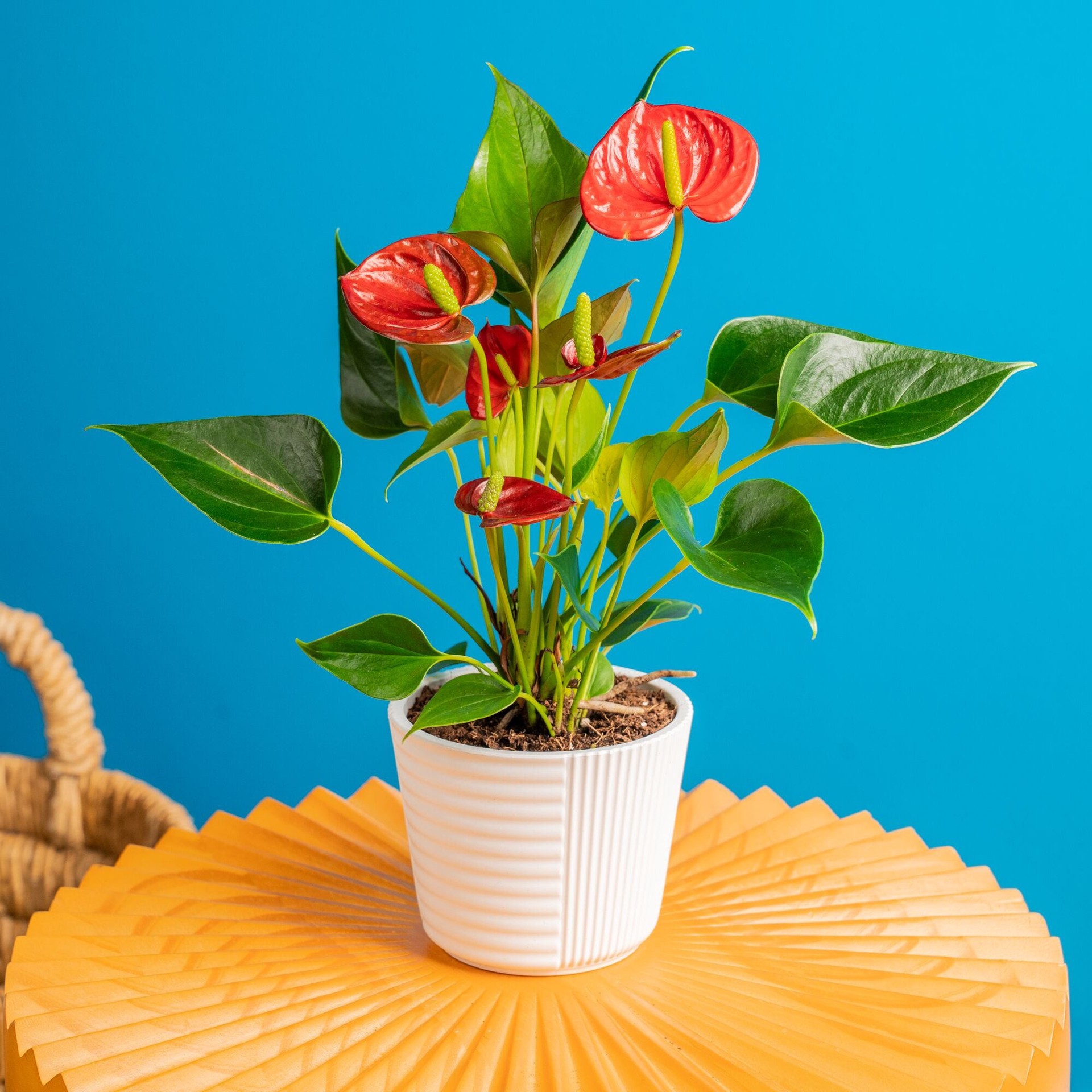 slide 3 of 6, Costa Farms Red Specialty Anthurium House plant in 14 Ounce(s) Planter 1 -Pack, 1 ct