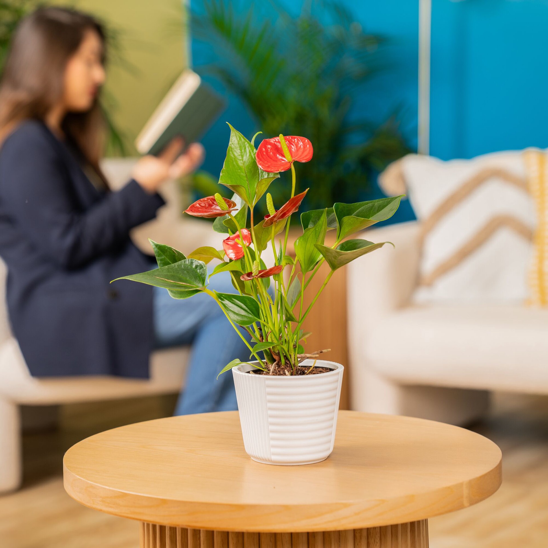 slide 4 of 6, Costa Farms Red Specialty Anthurium House plant in 14 Ounce(s) Planter 1 -Pack, 1 ct