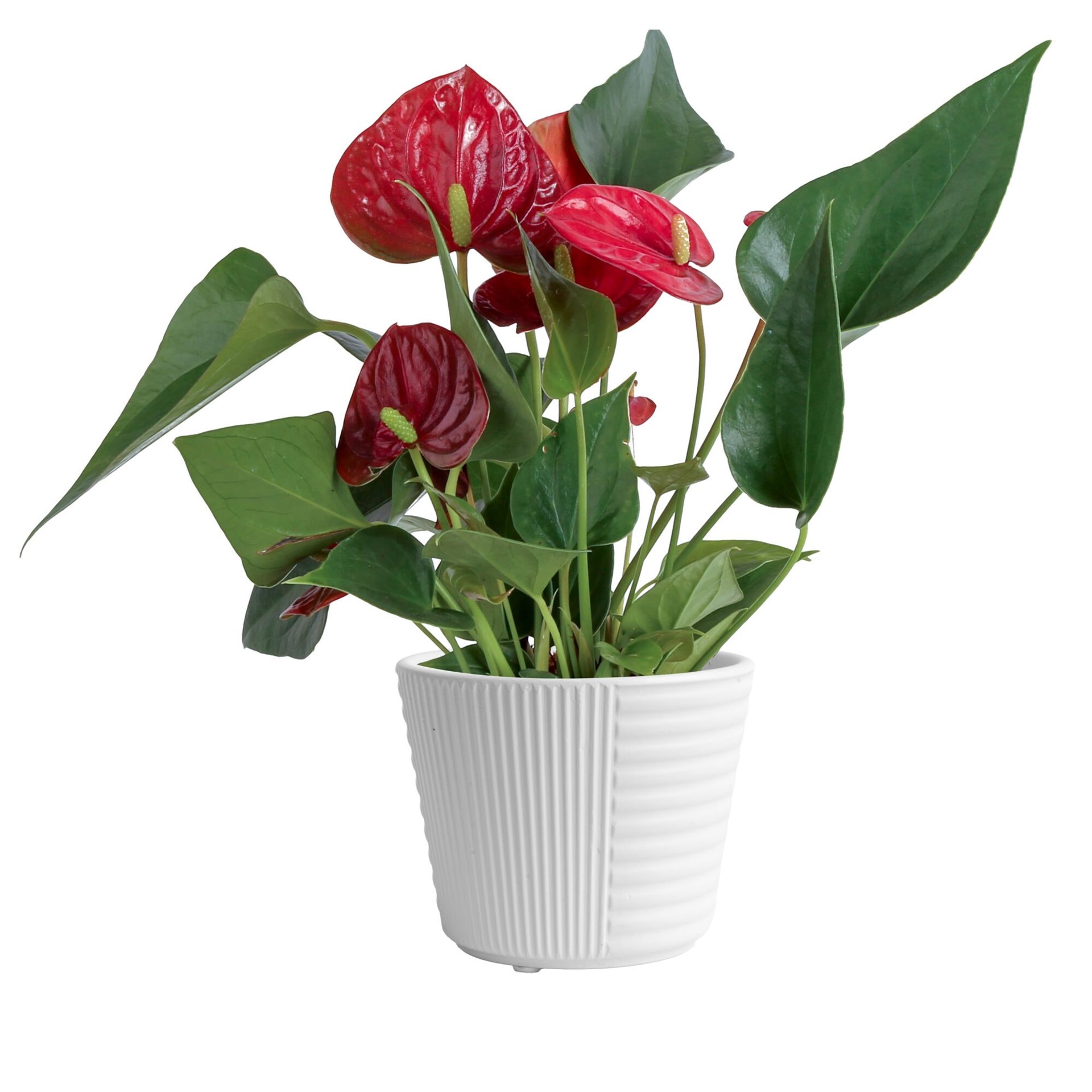 slide 1 of 6, Costa Farms Red Specialty Anthurium House plant in 14 Ounce(s) Planter 1 -Pack, 1 ct