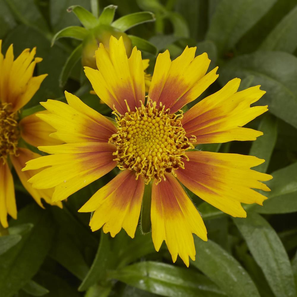 slide 1 of 1, Monrovia Multicolor Coreopsis in 1-Gallon Pot, 1 ct