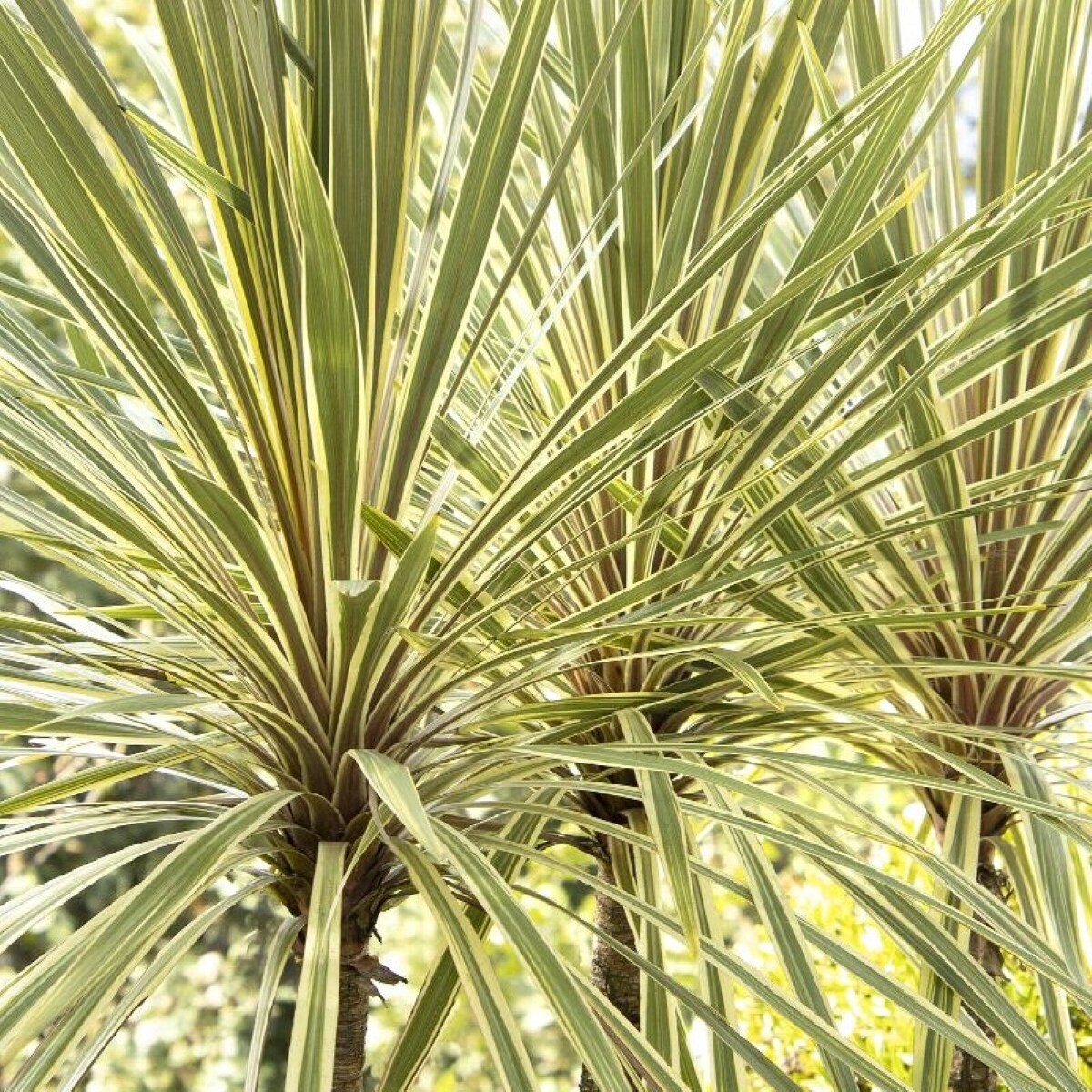 slide 2 of 2, Monrovia White Cordyline Tor Bay Dazzler Plant in 1.73 -Gallon Pot 1.0 -Pack, 1 ct