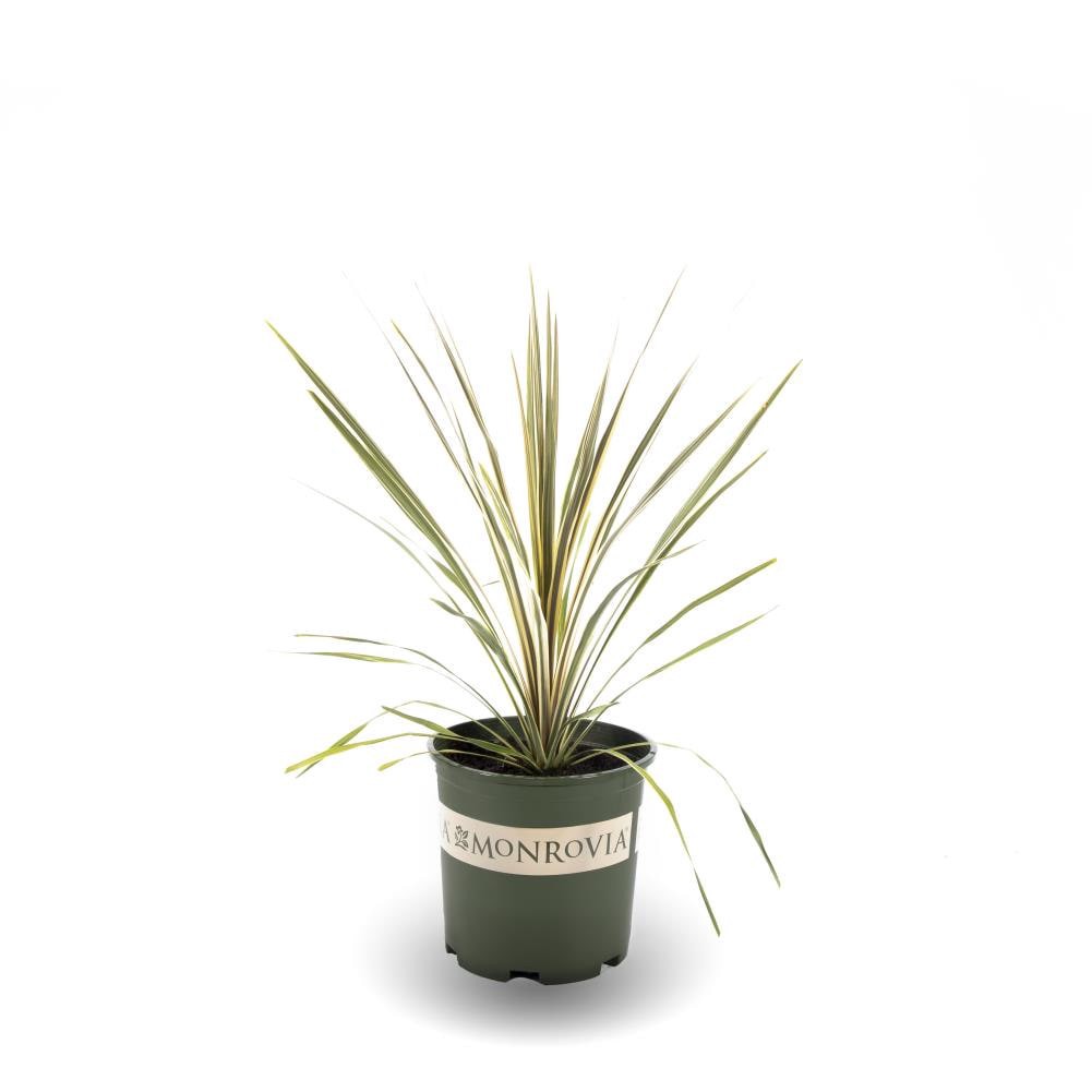 slide 1 of 2, Monrovia White Cordyline Tor Bay Dazzler Plant in 1.73 -Gallon Pot 1.0 -Pack, 1 ct