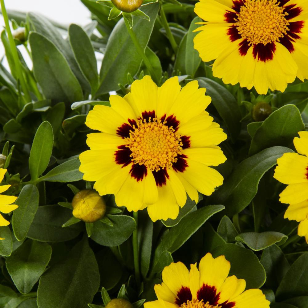 slide 2 of 2, Monrovia Multicolor Coreopsis Plant in 2.50 -Quart Pot 1.0 -Pack, 1 ct