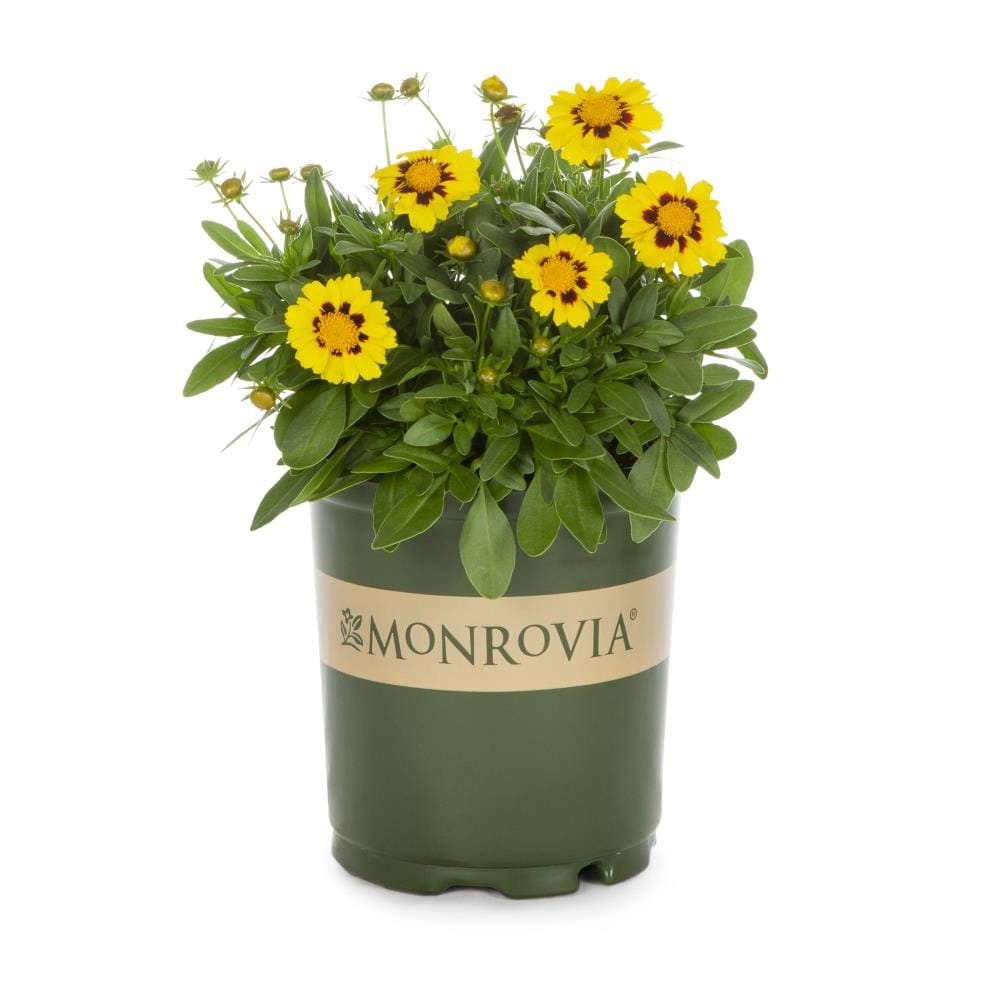 slide 1 of 2, Monrovia Multicolor Coreopsis Plant in 2.50 -Quart Pot 1.0 -Pack, 1 ct