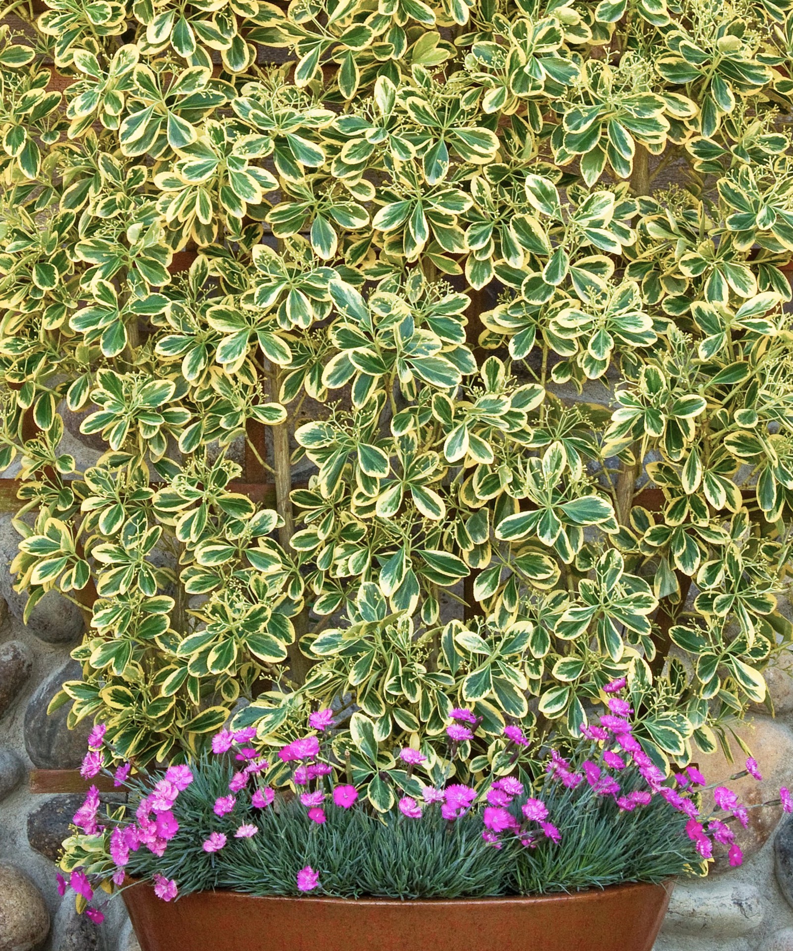 slide 2 of 4, Monrovia Chollipo Euonymus Accent Shrub in 1.73 -Gallon Pot 1 -Pack with Multicolor Blooms, 1 ct