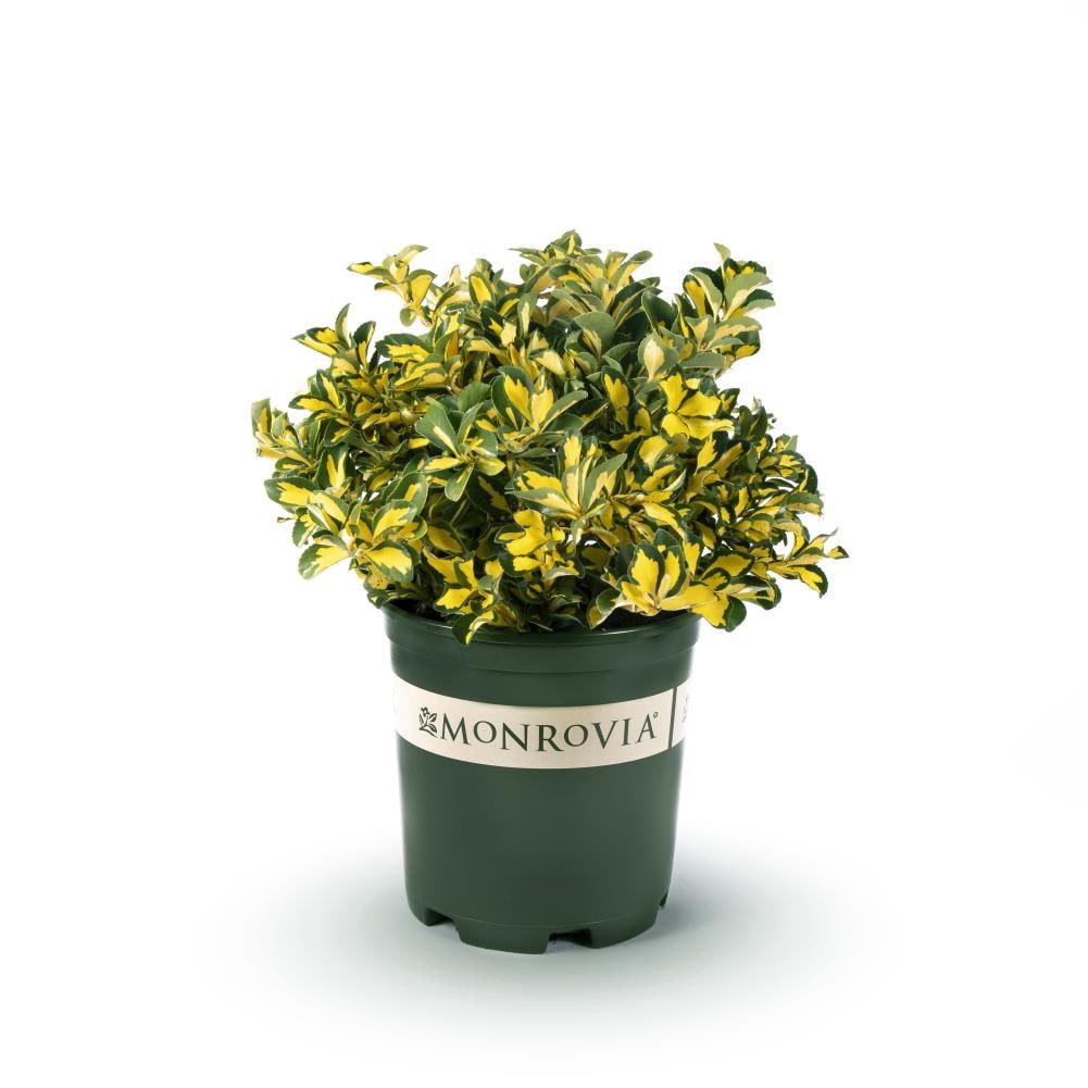 slide 1 of 4, Monrovia Chollipo Euonymus Accent Shrub in 1.73 -Gallon Pot 1 -Pack with Multicolor Blooms, 1 ct
