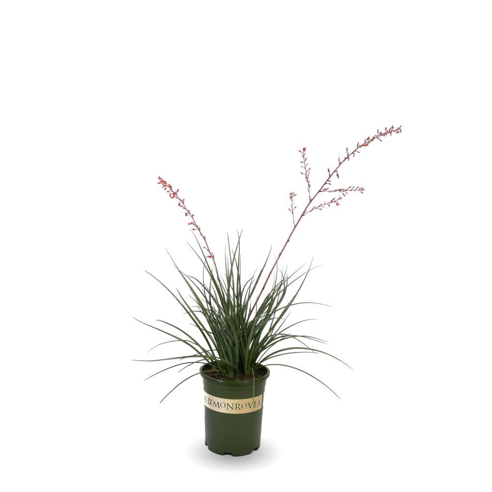 slide 1 of 4, Monrovia Red Yucca Accent Shrub in 3.58 -Gallon Pot 1 -Pack with Red Blooms, 1 ct