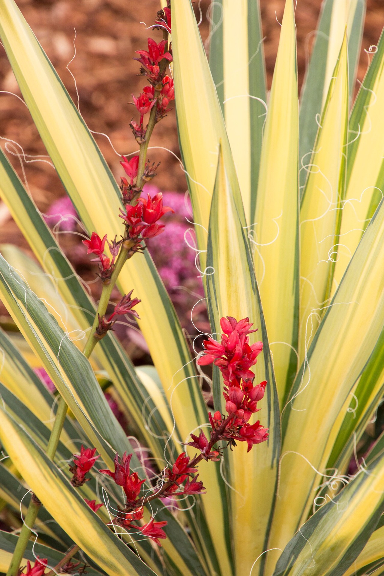 slide 2 of 4, Monrovia Color Guard Yucca Accent Shrub in 2.6 -Quart Pot 1 -Pack with White Blooms, 1 ct