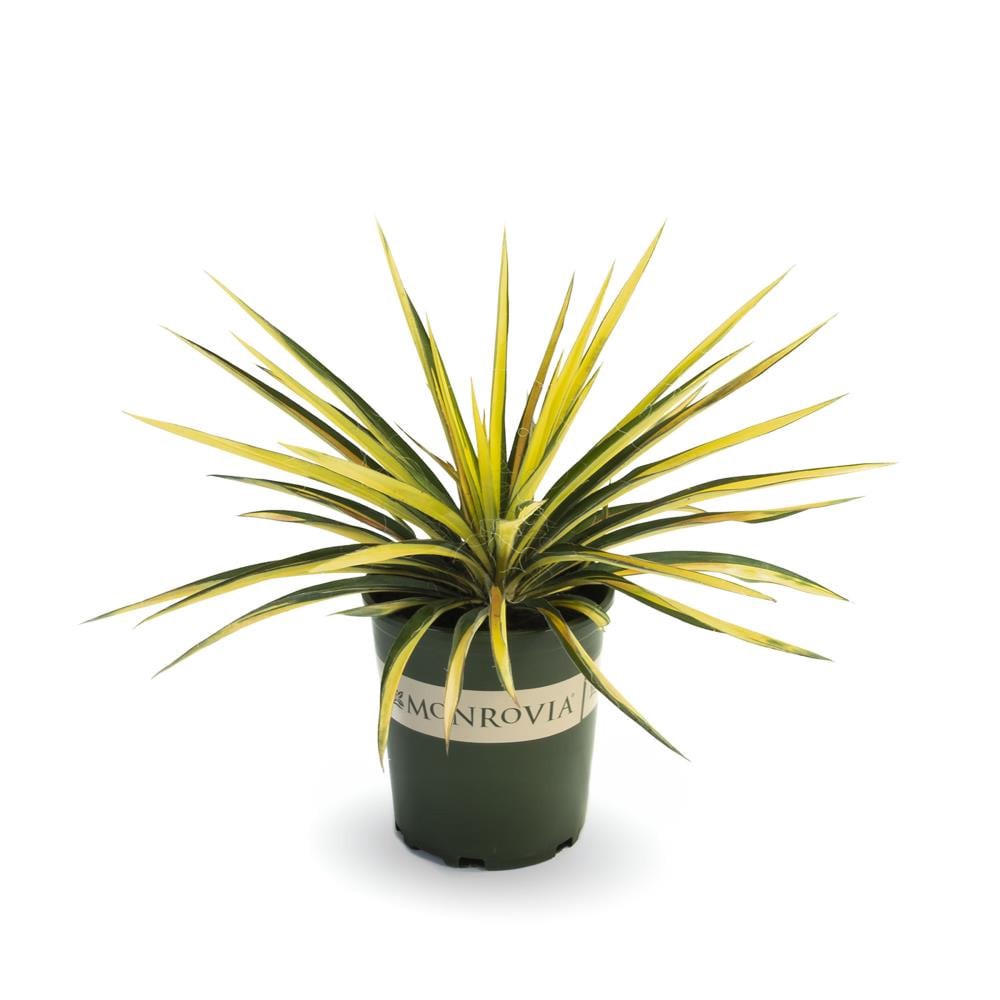 slide 1 of 4, Monrovia Color Guard Yucca Accent Shrub in 2.6 -Quart Pot 1 -Pack with White Blooms, 1 ct