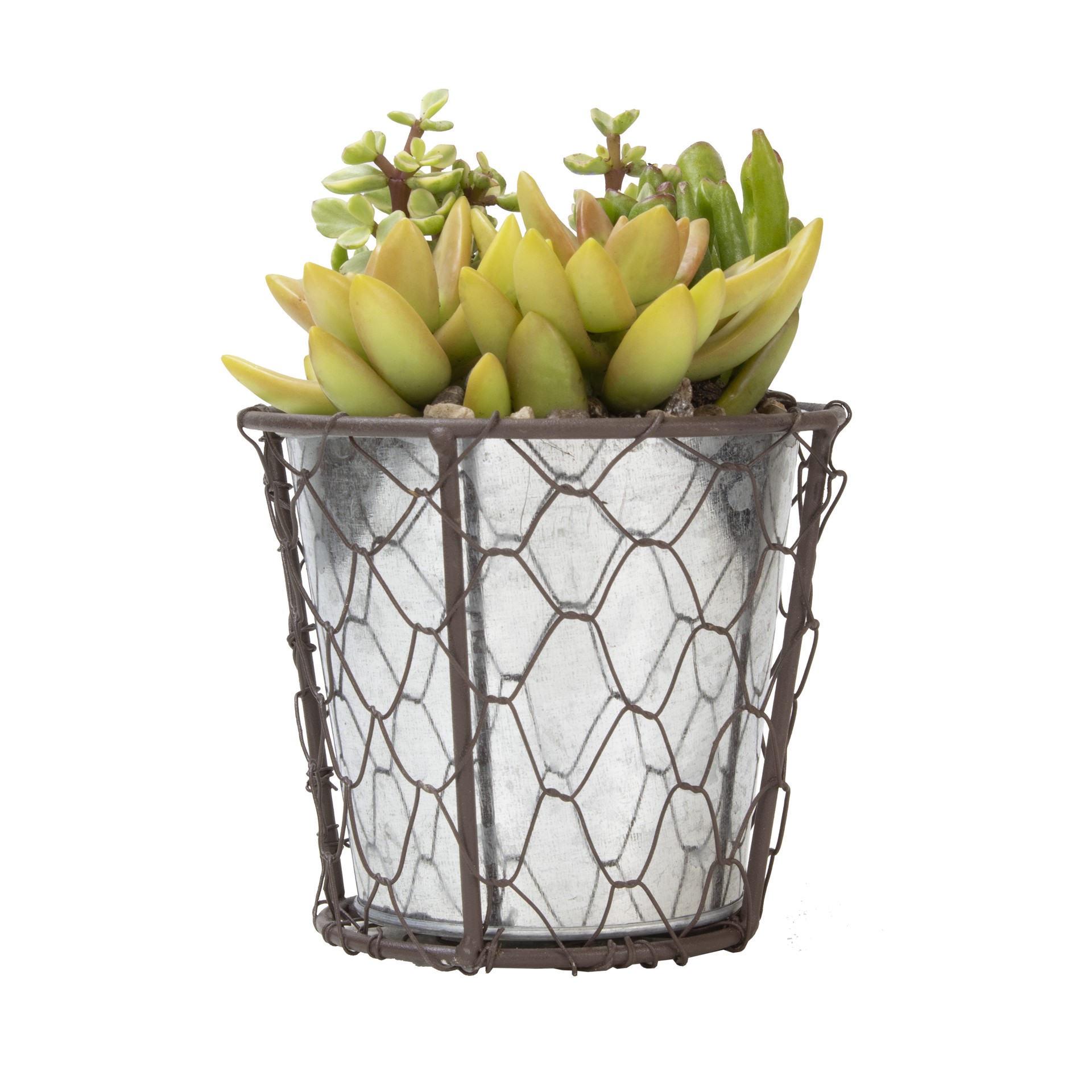 slide 1 of 1, Lowe's 1.0 -Pack Succulent Combo in 11 -oz Planter, 1 ct