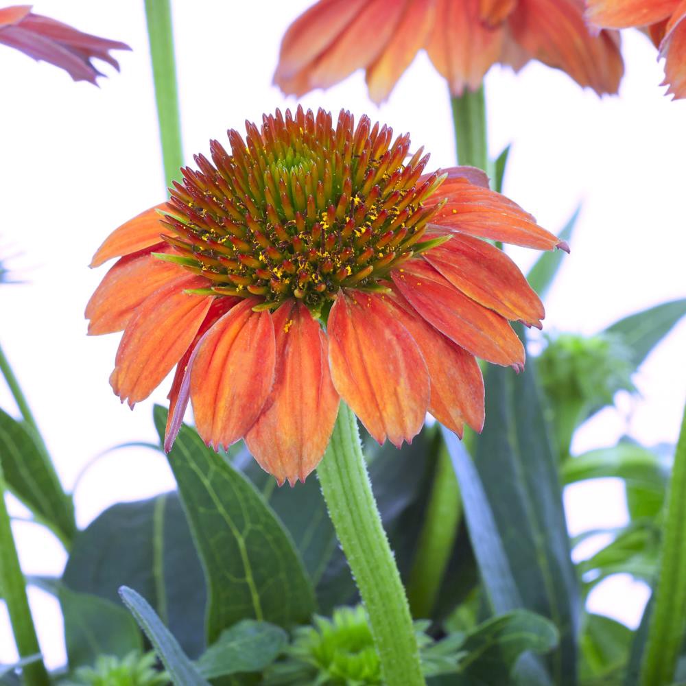 slide 2 of 2, Monrovia Orange Coneflower Sombrero Plant in 1 -Gallon Pot 1 -Pack, 1 ct