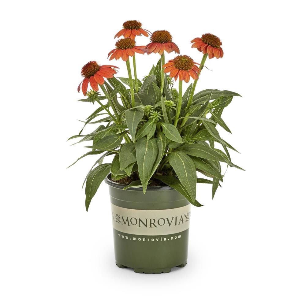 slide 1 of 2, Monrovia Orange Coneflower Sombrero Plant in 1 -Gallon Pot 1 -Pack, 1 ct