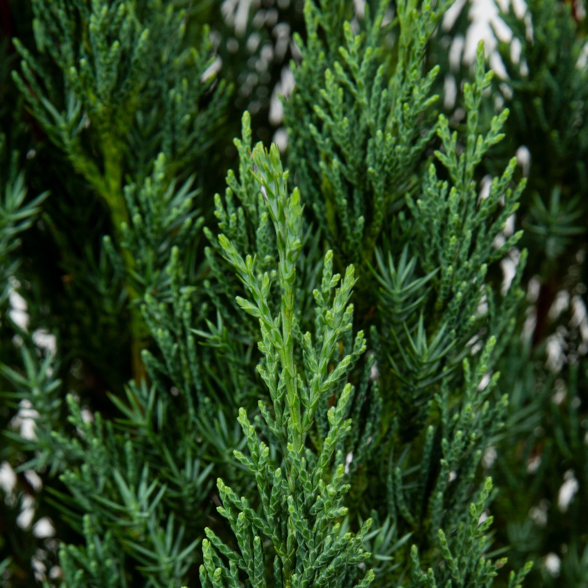 slide 2 of 4, Lowe's Blue Point Juniper Feature Shrub in 2.25-Gallon Pot, 1 ct