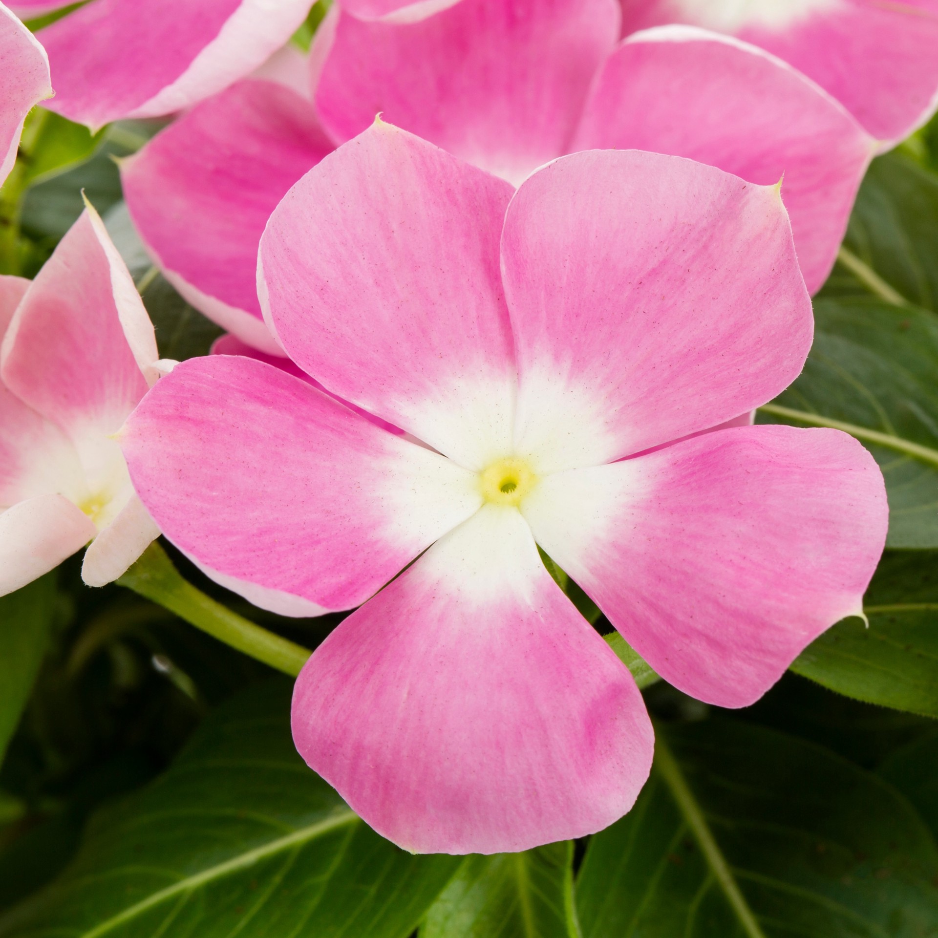 slide 2 of 6, Lowe's Multicolor Vinca in 1-Quart Pot, 1 ct