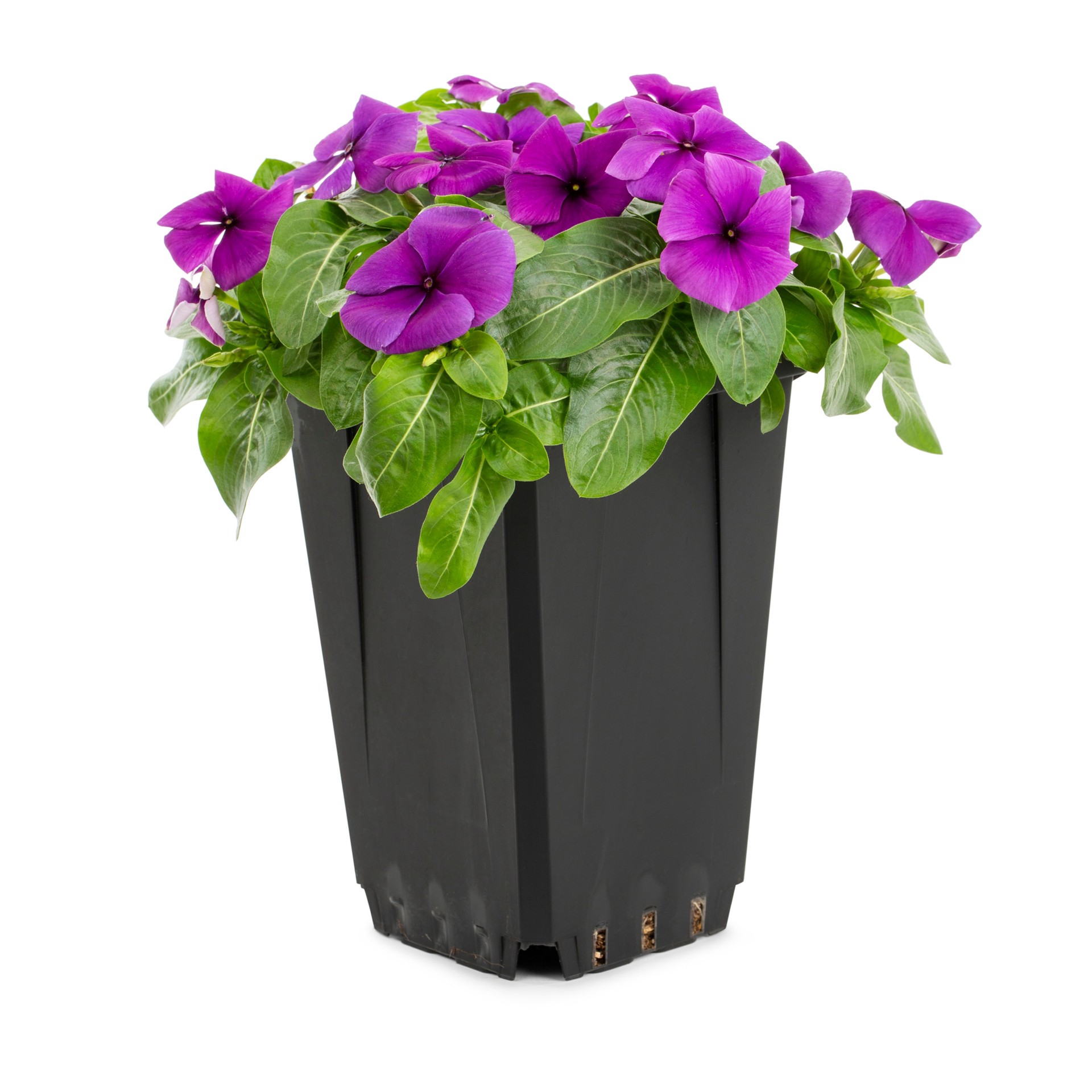 slide 1 of 6, Lowe's Multicolor Vinca in 1-Quart Pot, 1 ct