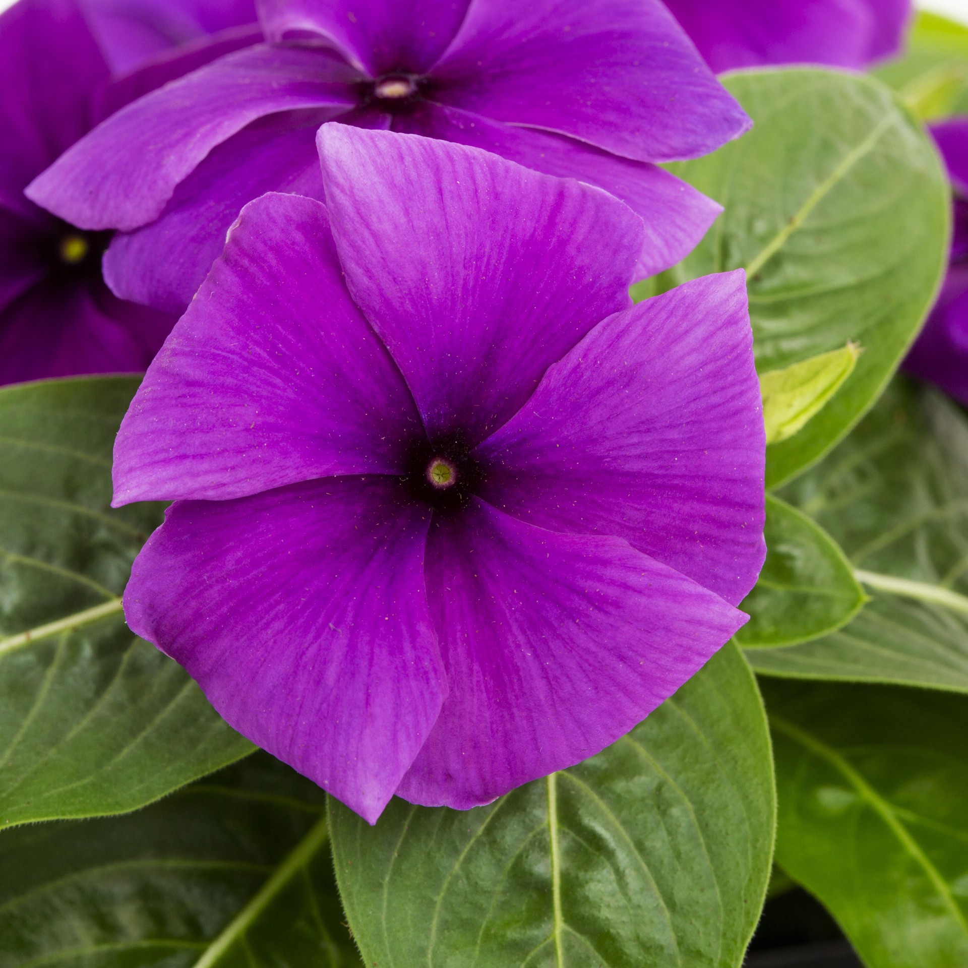 slide 4 of 6, Lowe's Multicolor Vinca in 1-Quart Pot, 1 ct