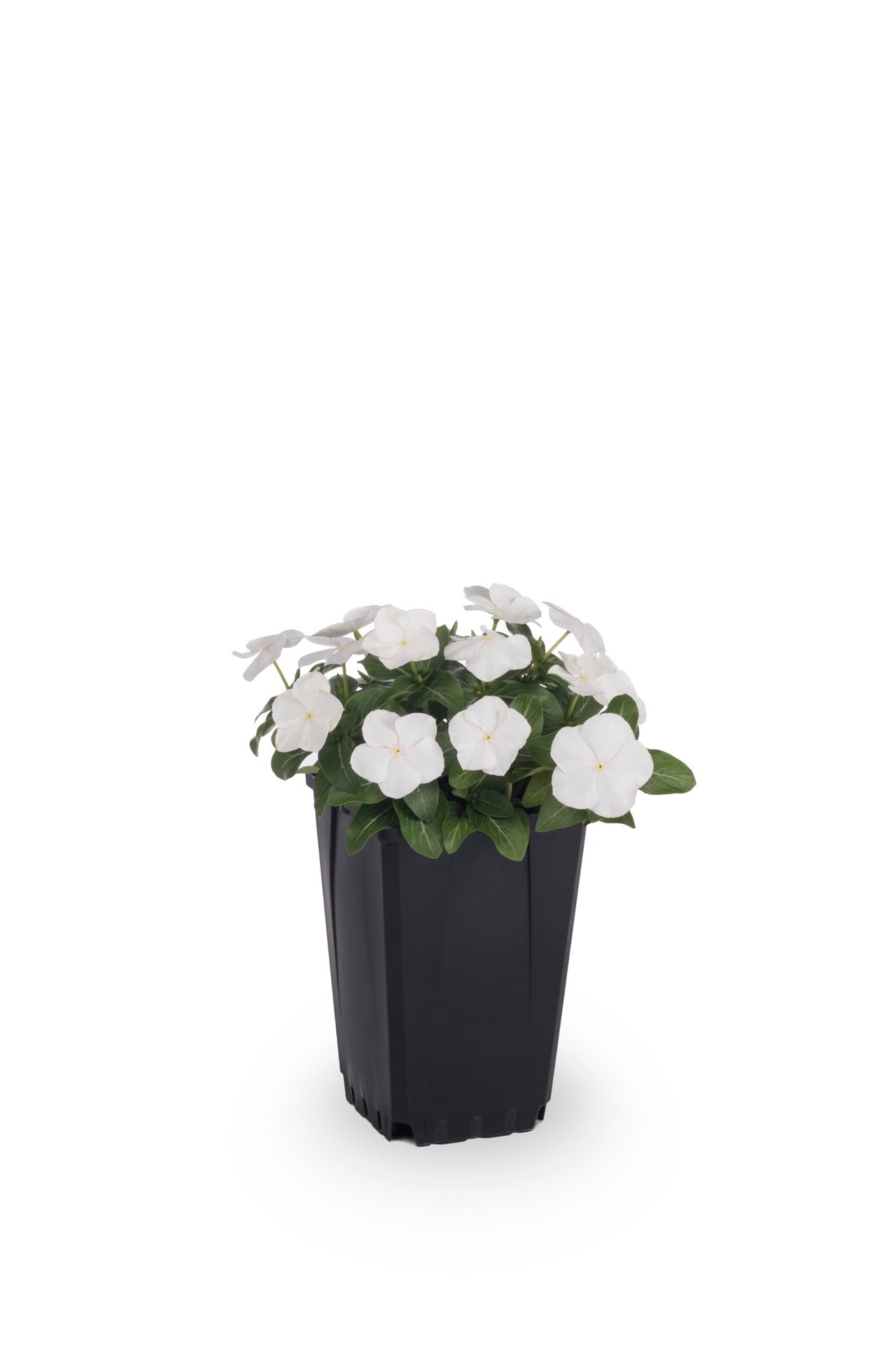 slide 5 of 6, Lowe's Multicolor Vinca in 1-Quart Pot, 1 ct