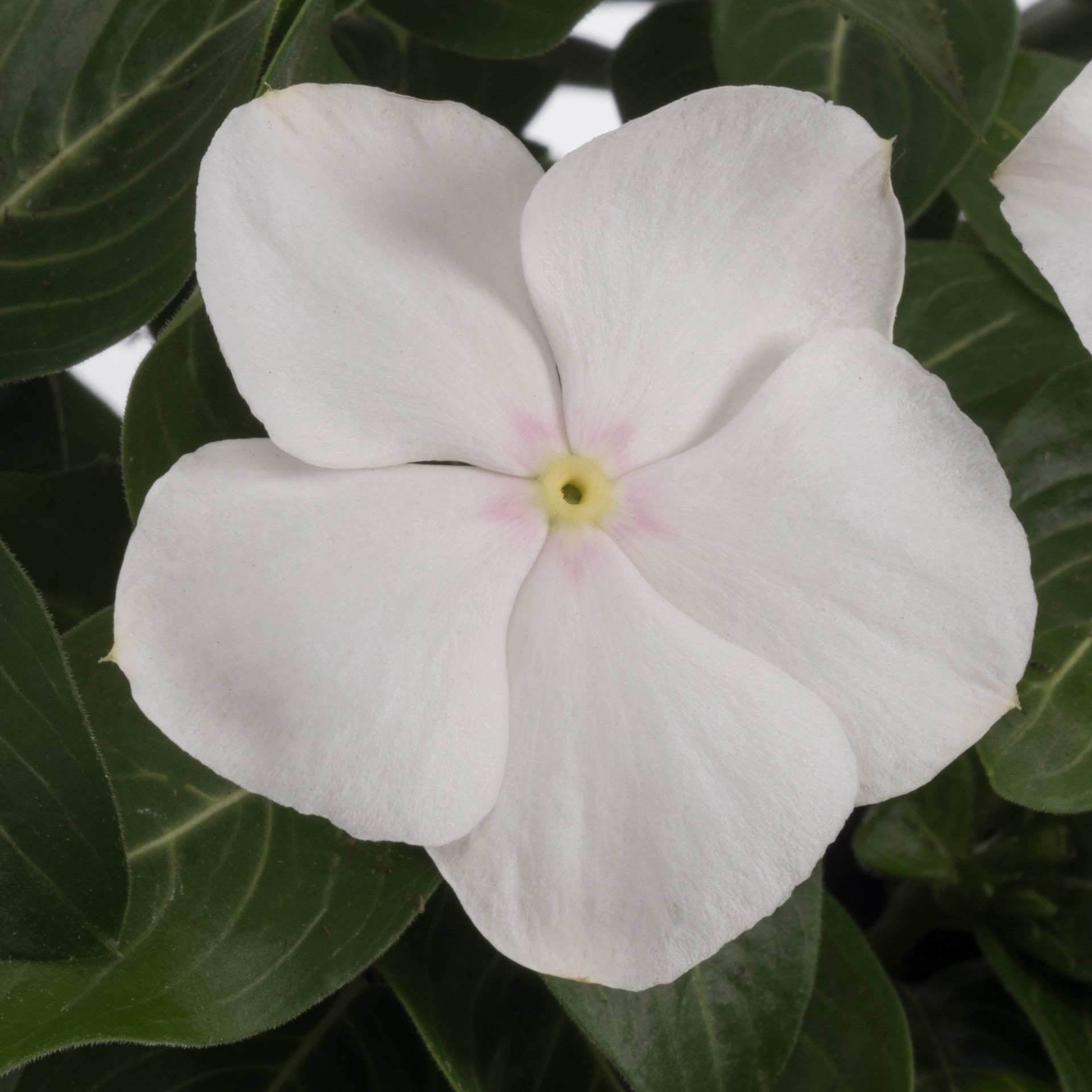 slide 6 of 6, Lowe's Multicolor Vinca in 1-Quart Pot, 1 ct