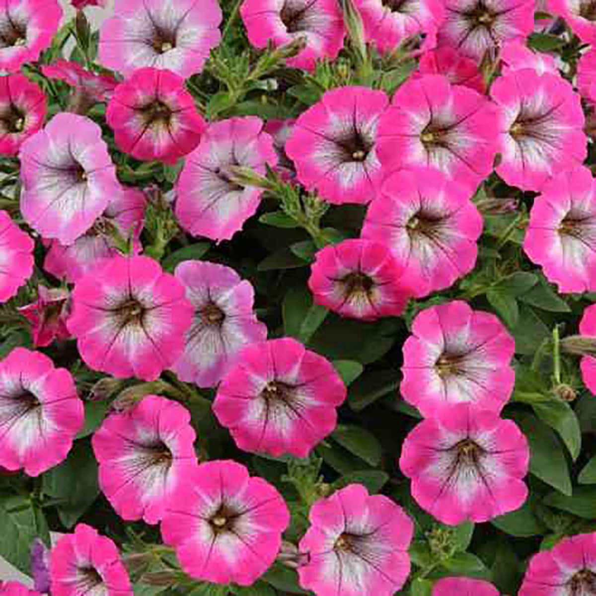 slide 2 of 5, Lowe's Multicolor Petunia Mix in 1.75 Gallon(s) Planter 1 -Pack, 1 ct