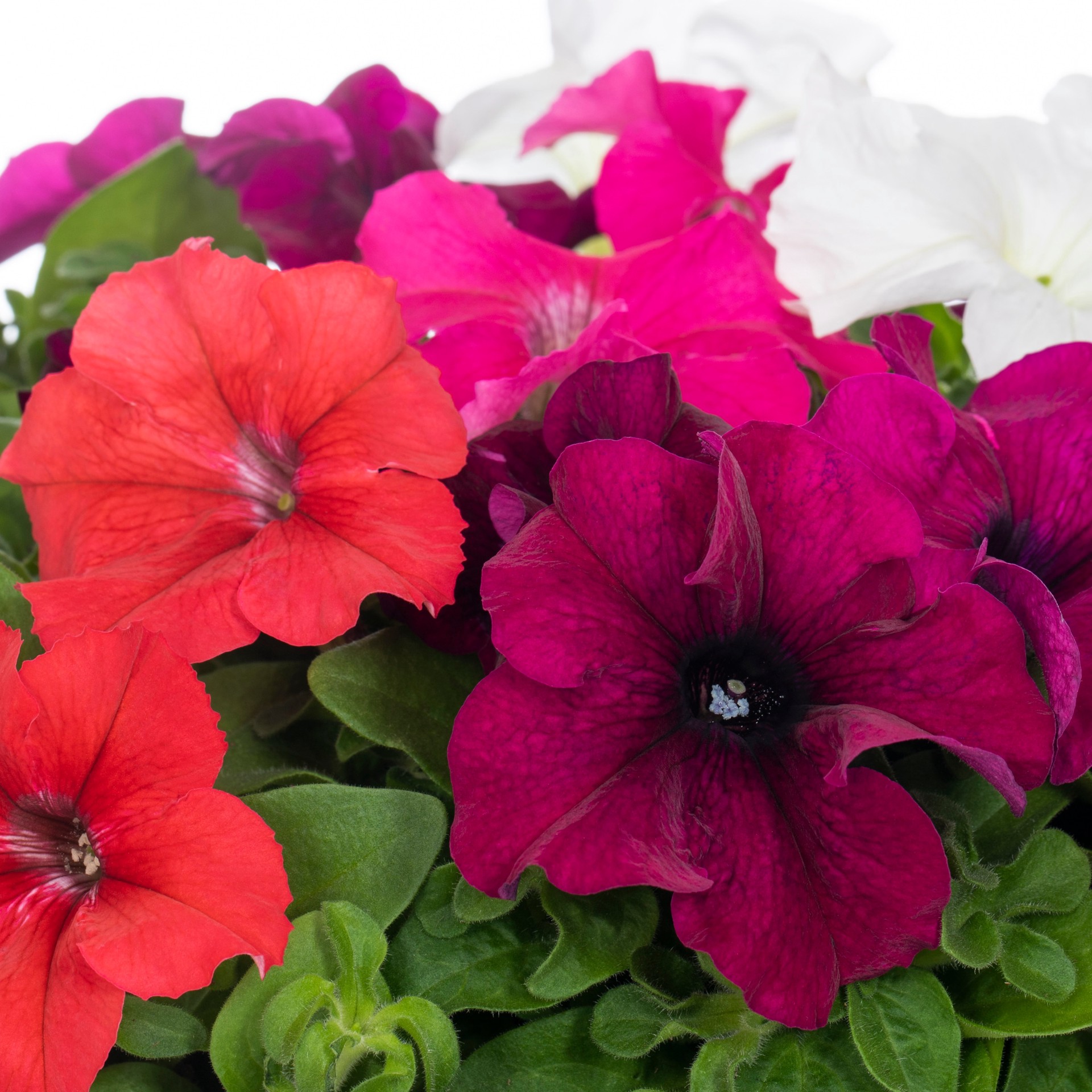 slide 5 of 5, Lowe's Multicolor Petunia Mix in 1.75 Gallon(s) Planter 1 -Pack, 1 ct