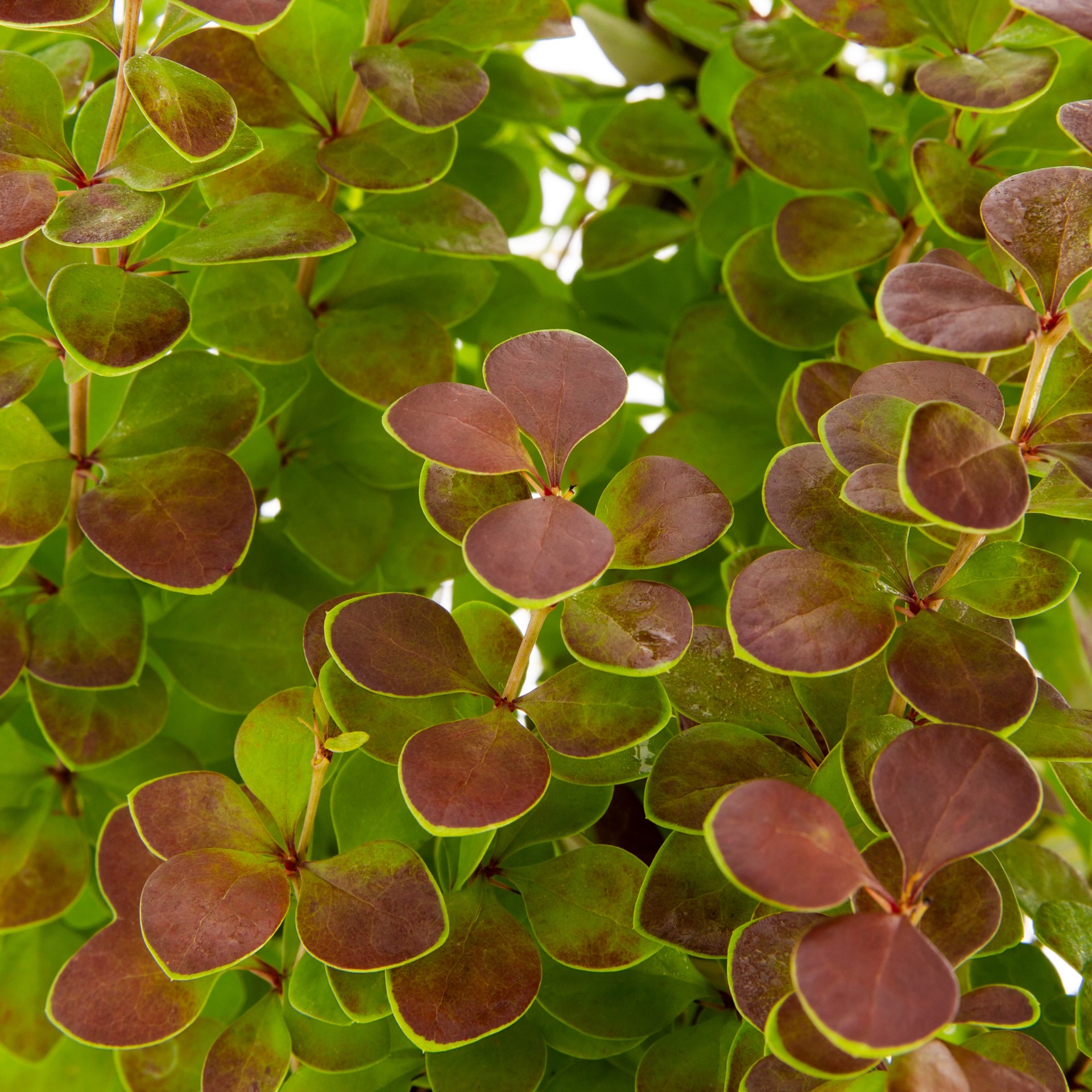 slide 2 of 4, Monrovia Orange Rocket Barberry Feature Shrub in 2.60 -Quart Pot 1.0 -Pack with Yellow Blooms, 1 ct