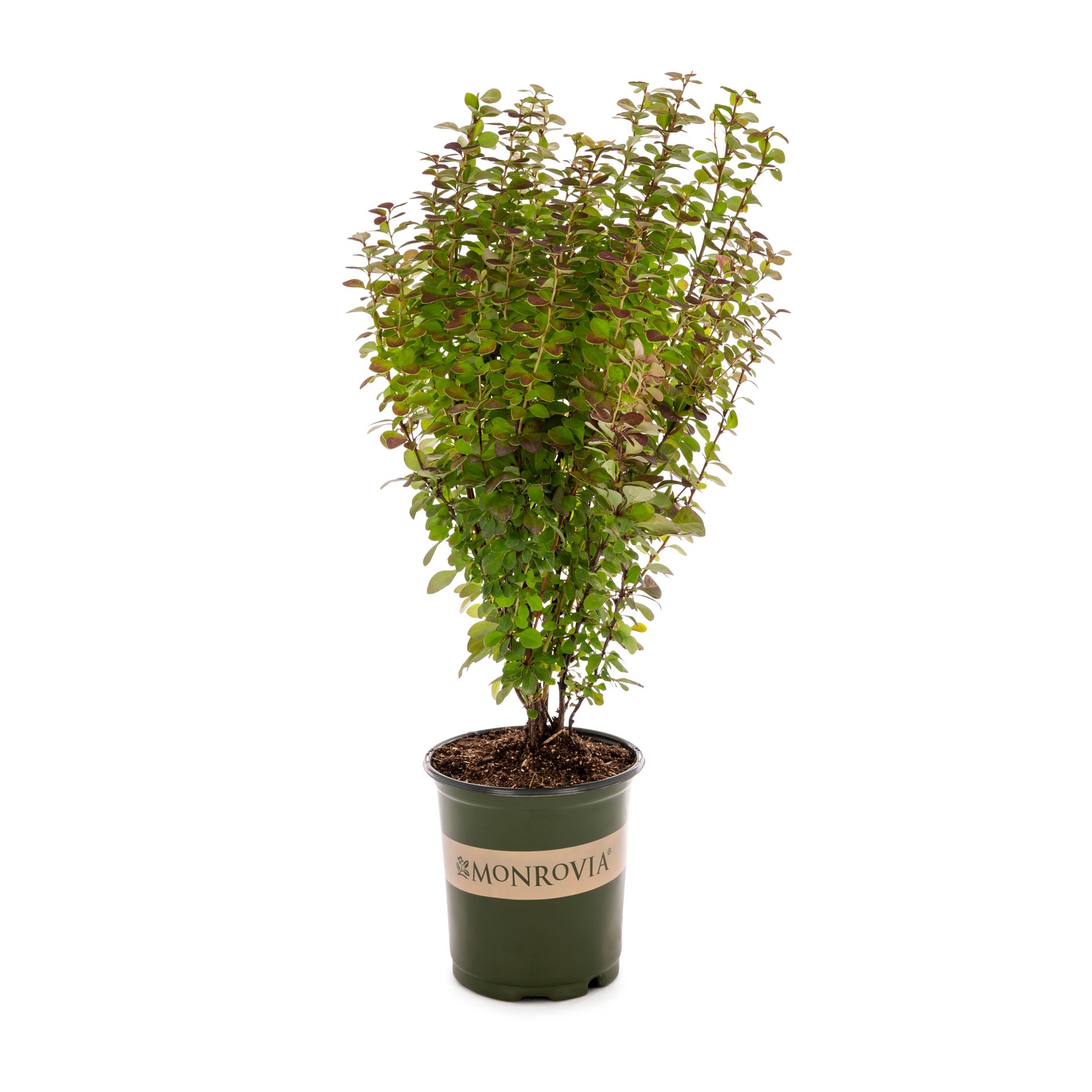 slide 1 of 4, Monrovia Orange Rocket Barberry Feature Shrub in 2.60 -Quart Pot 1.0 -Pack with Yellow Blooms, 1 ct