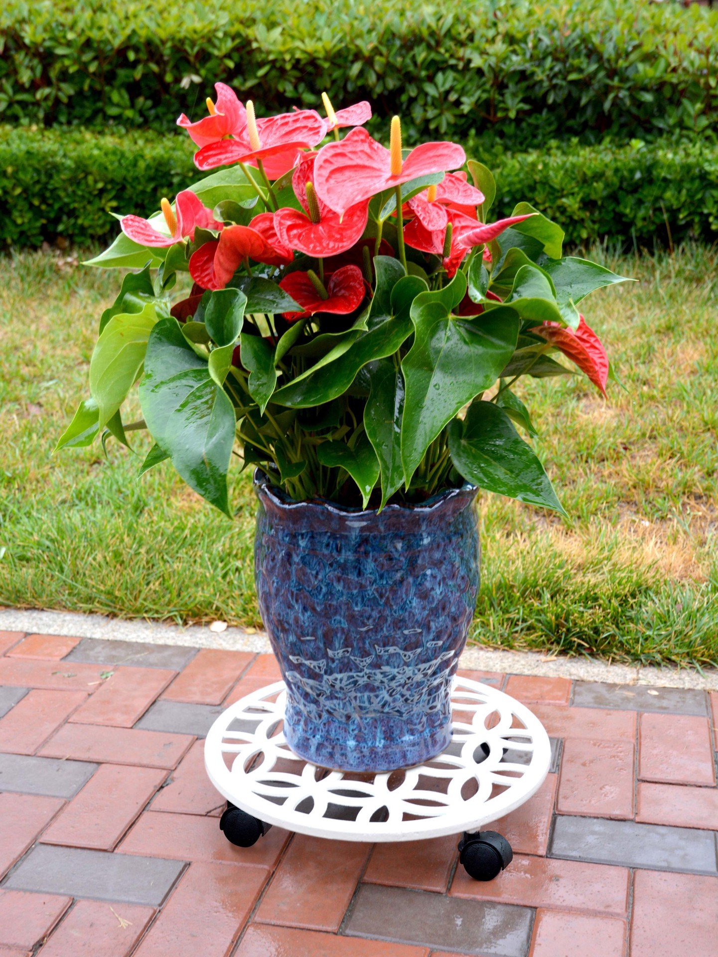 slide 3 of 4, allen + roth 17-in L x 17-in D x 2.7-in H Off-white Plant Caddy, 1 ct