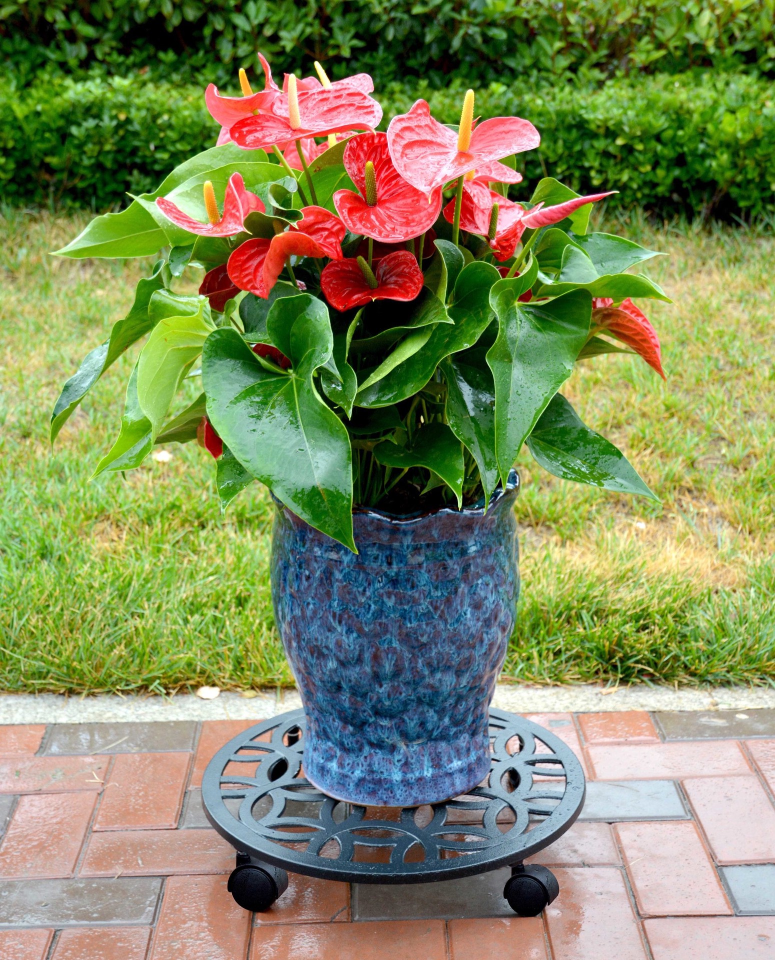 slide 5 of 5, allen + roth 17-in L x 17-in D x 2.7-in H Black Plant Caddy, 1 ct