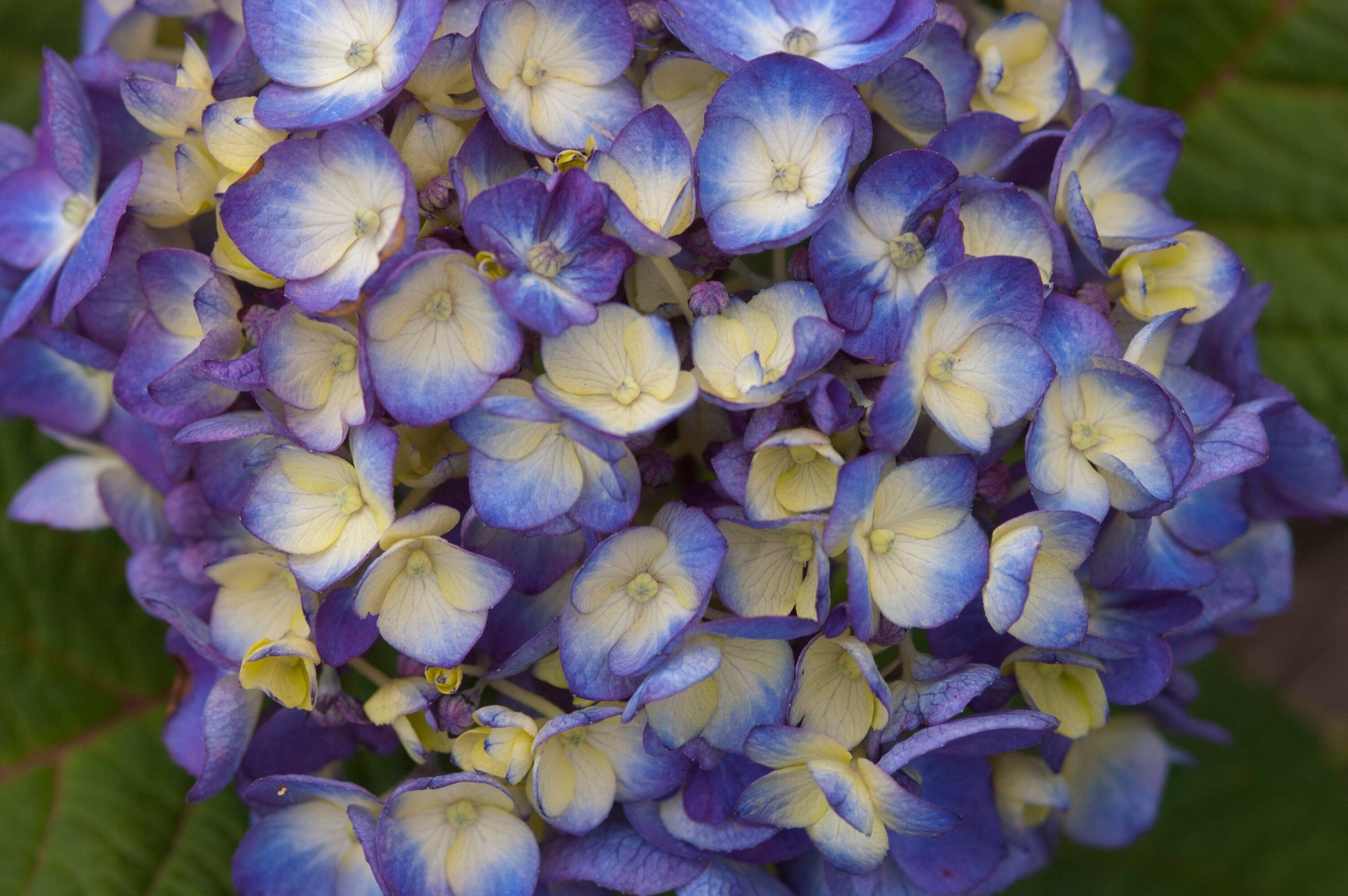 slide 2 of 6, Endless Summer Multicolor Bloomstruck Reblooming Hydrangea Flowering Shrub in 2-Gallon (s) Pot, 1 ct