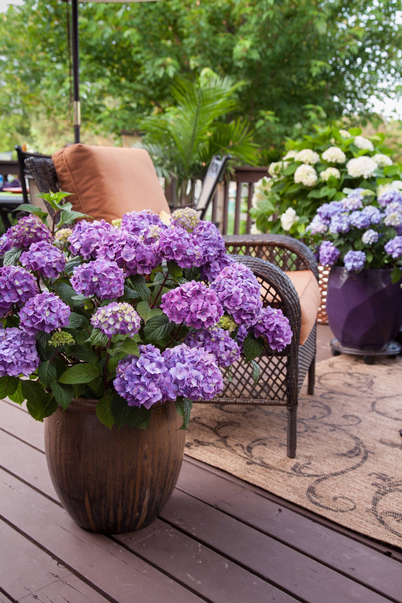 slide 3 of 6, Endless Summer Multicolor Bloomstruck Reblooming Hydrangea Flowering Shrub in 2-Gallon (s) Pot, 1 ct