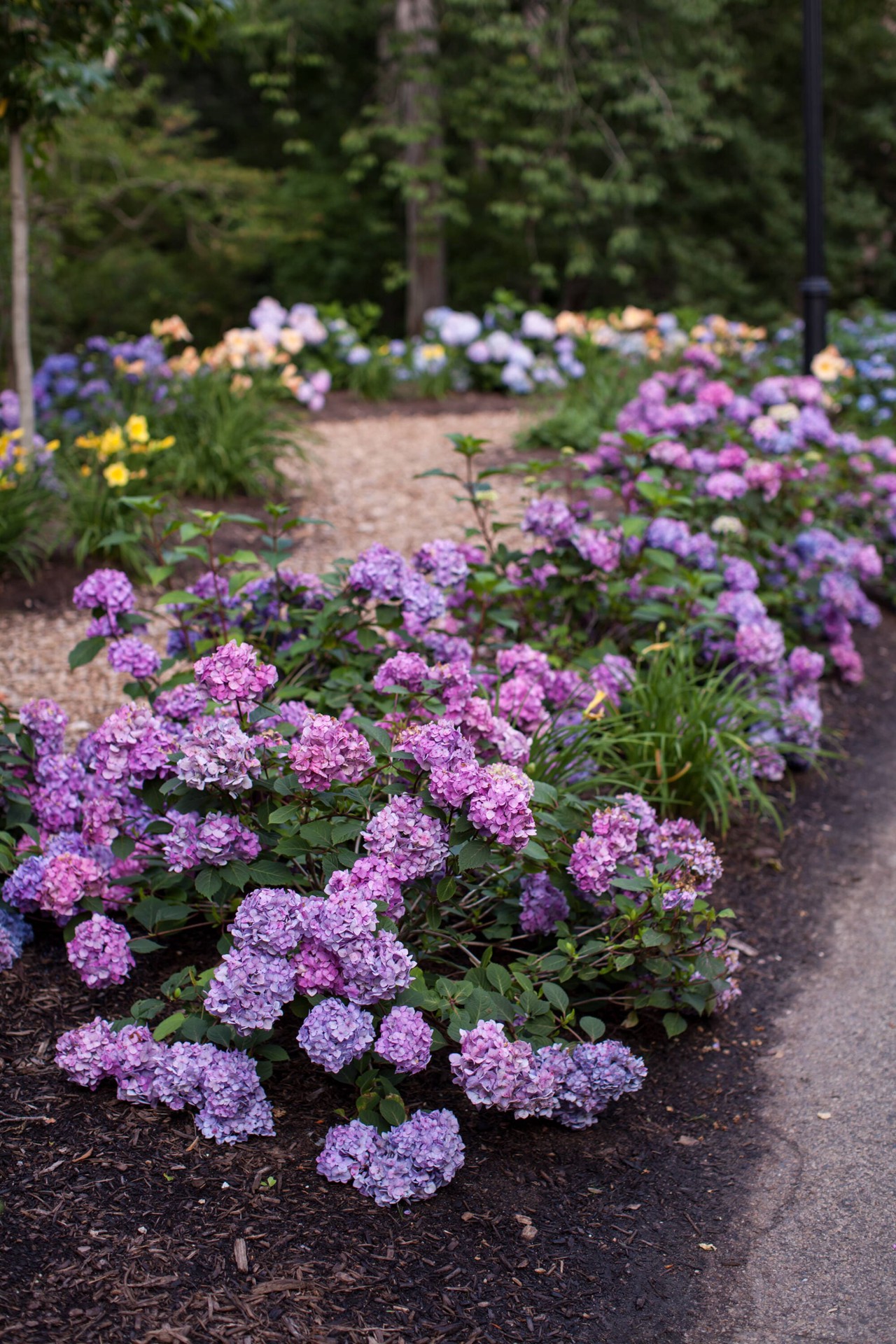 slide 6 of 6, Endless Summer Multicolor Bloomstruck Reblooming Hydrangea Flowering Shrub in 2-Gallon (s) Pot, 1 ct