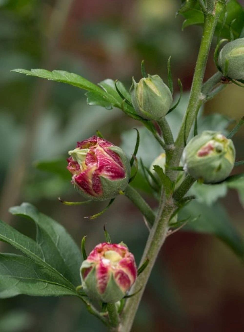 slide 2 of 6, Lowe's French Cabaret Hibiscus Flowering Shrub in 2 -Gallon Pot 1.0 -Pack with Pink Blooms, 1 ct